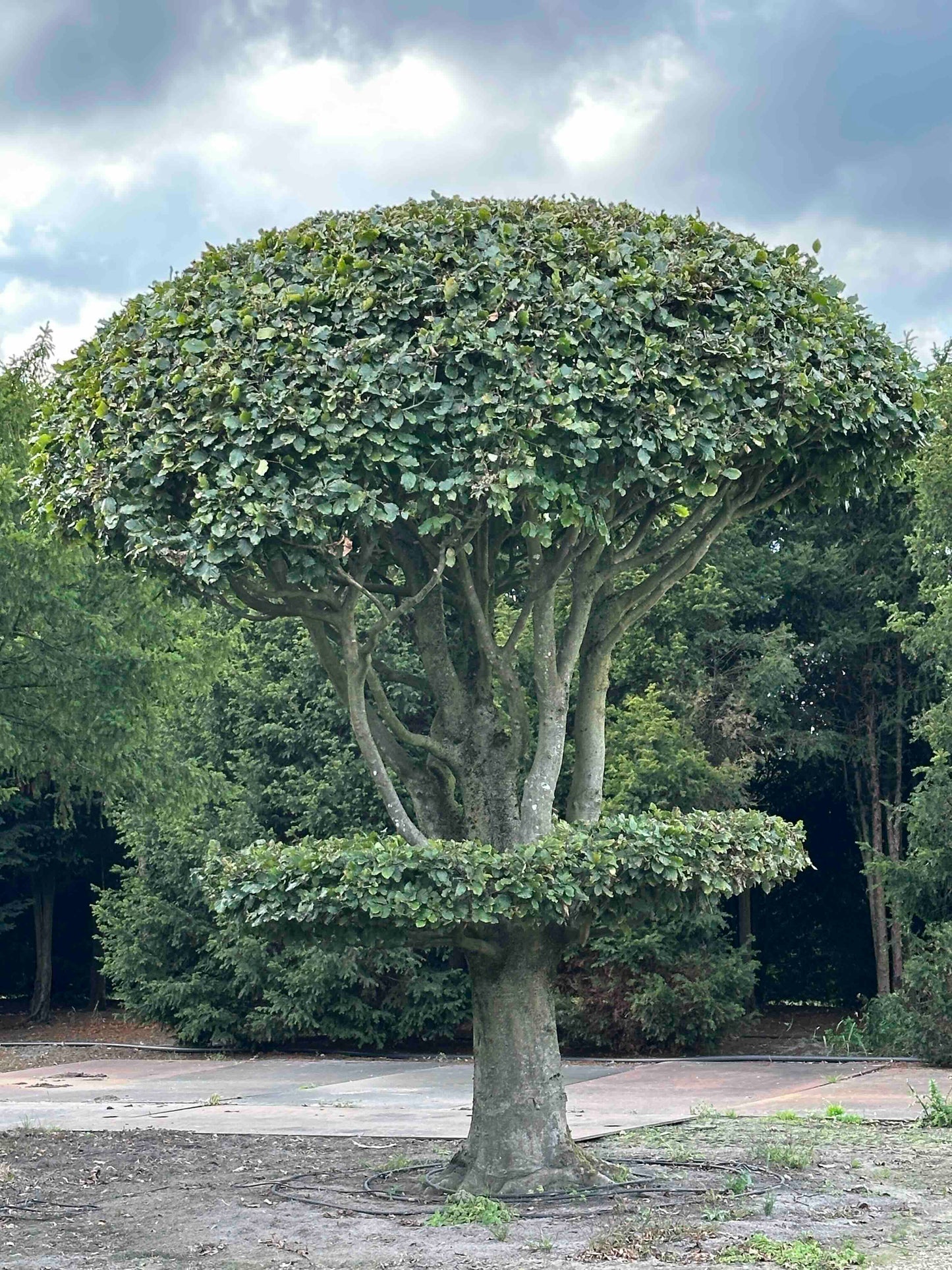 FS TOPIARY #264