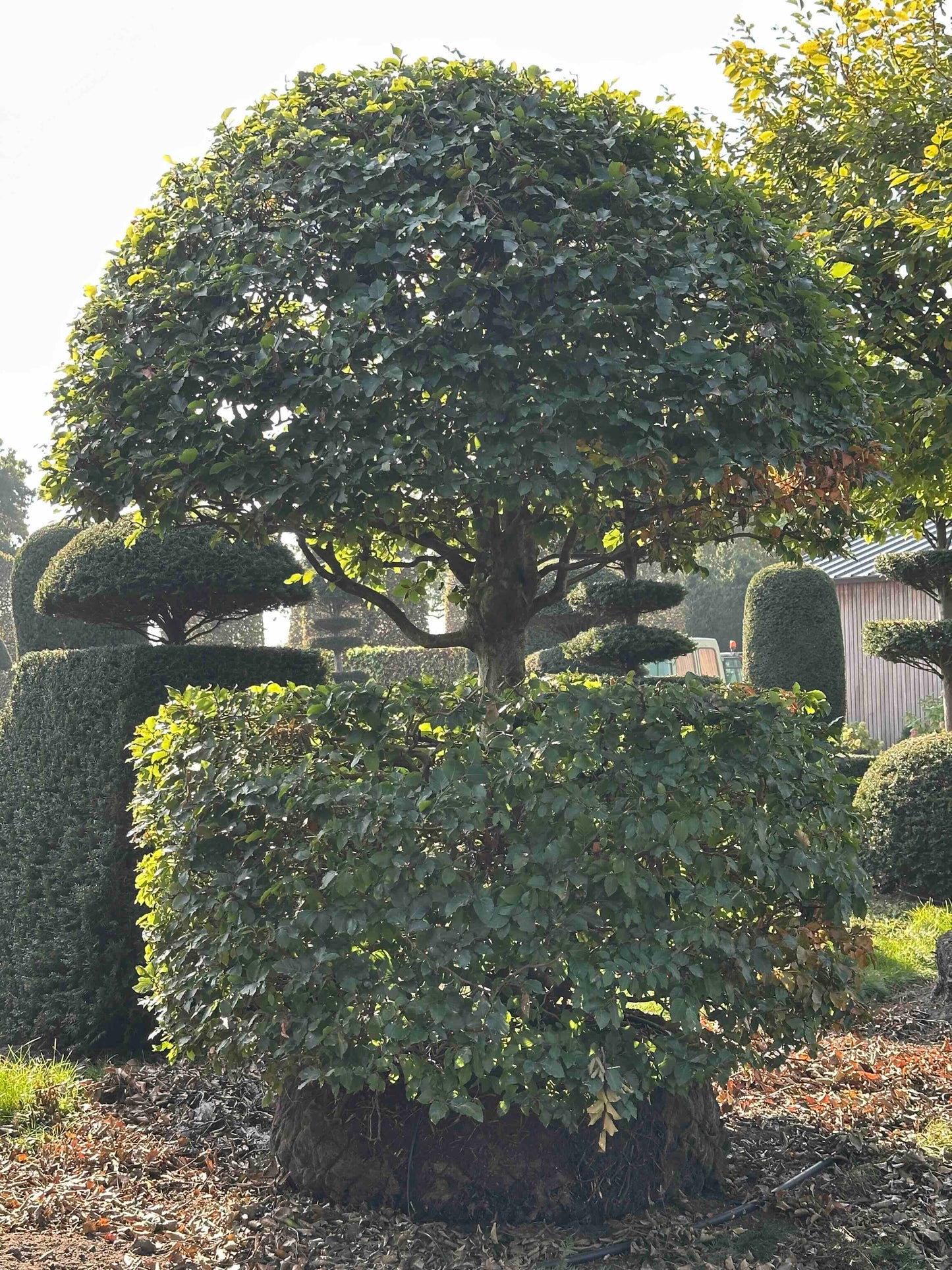 FS TOPIARY #266