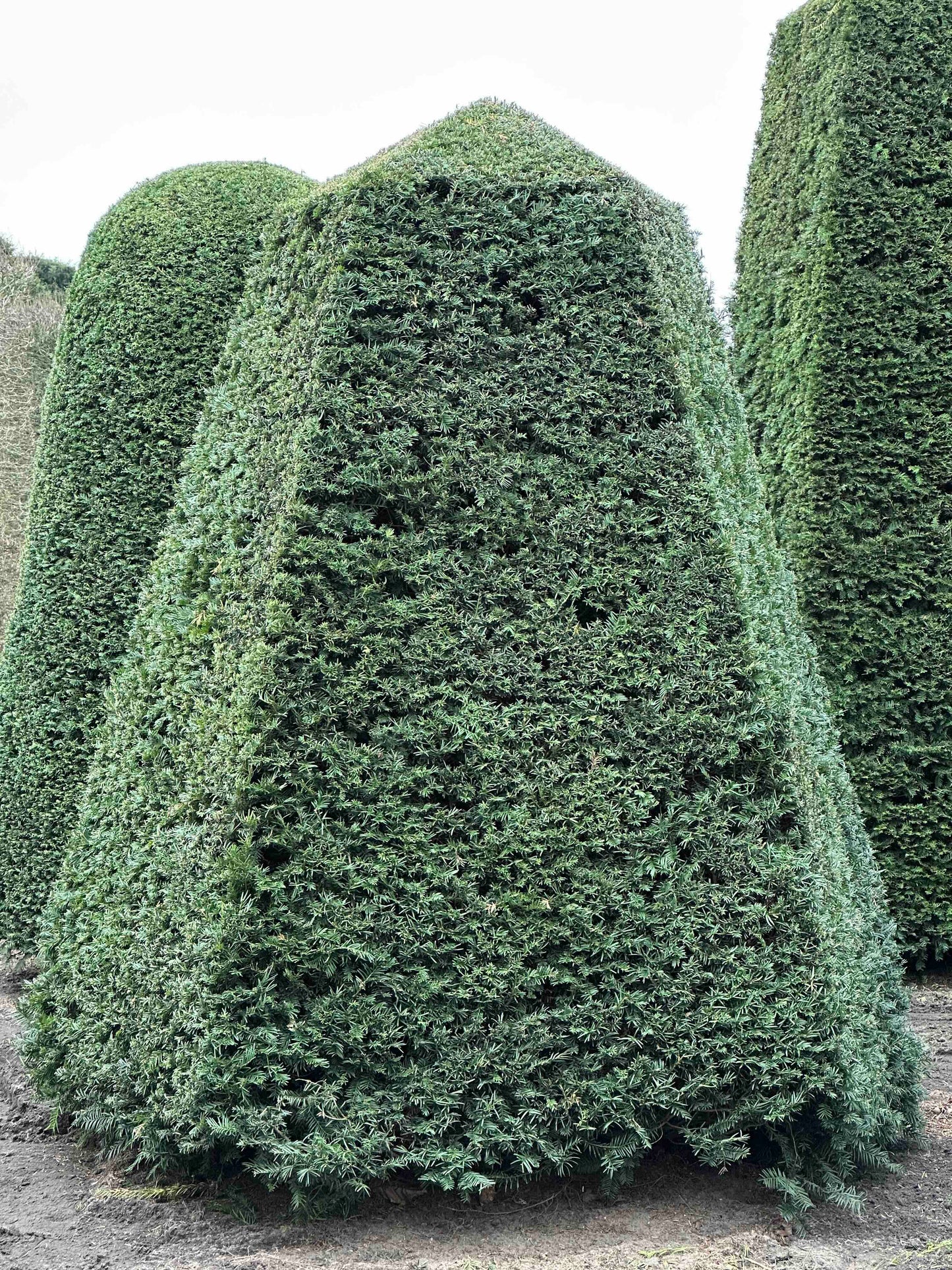 TB TOPIARY #120