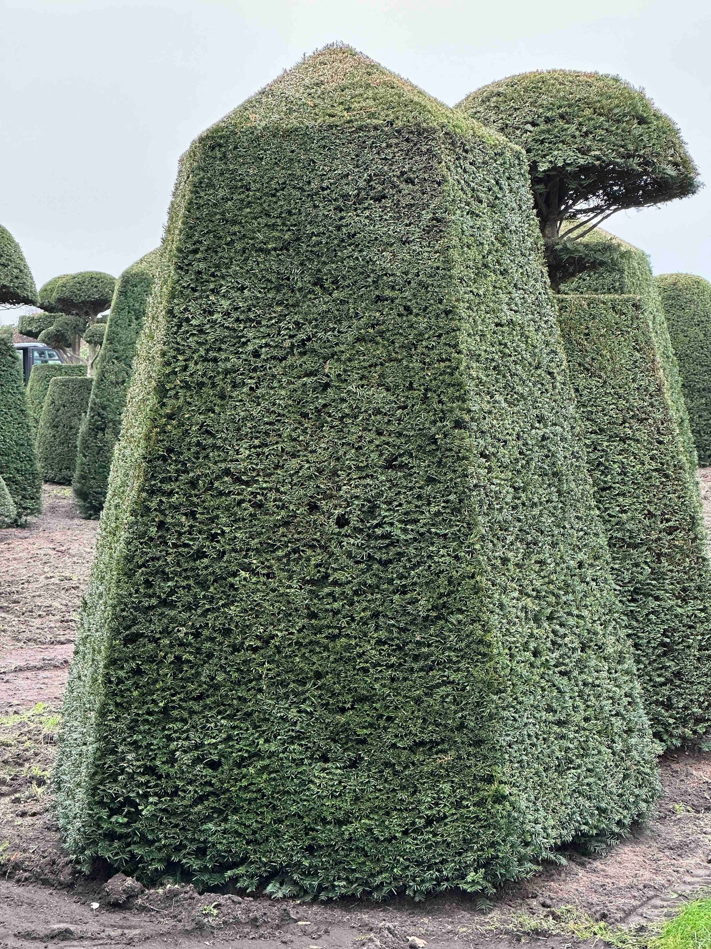 TB TOPIARY #095