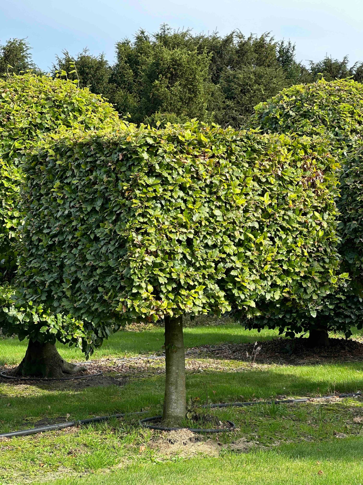 FS TOPIARY #212