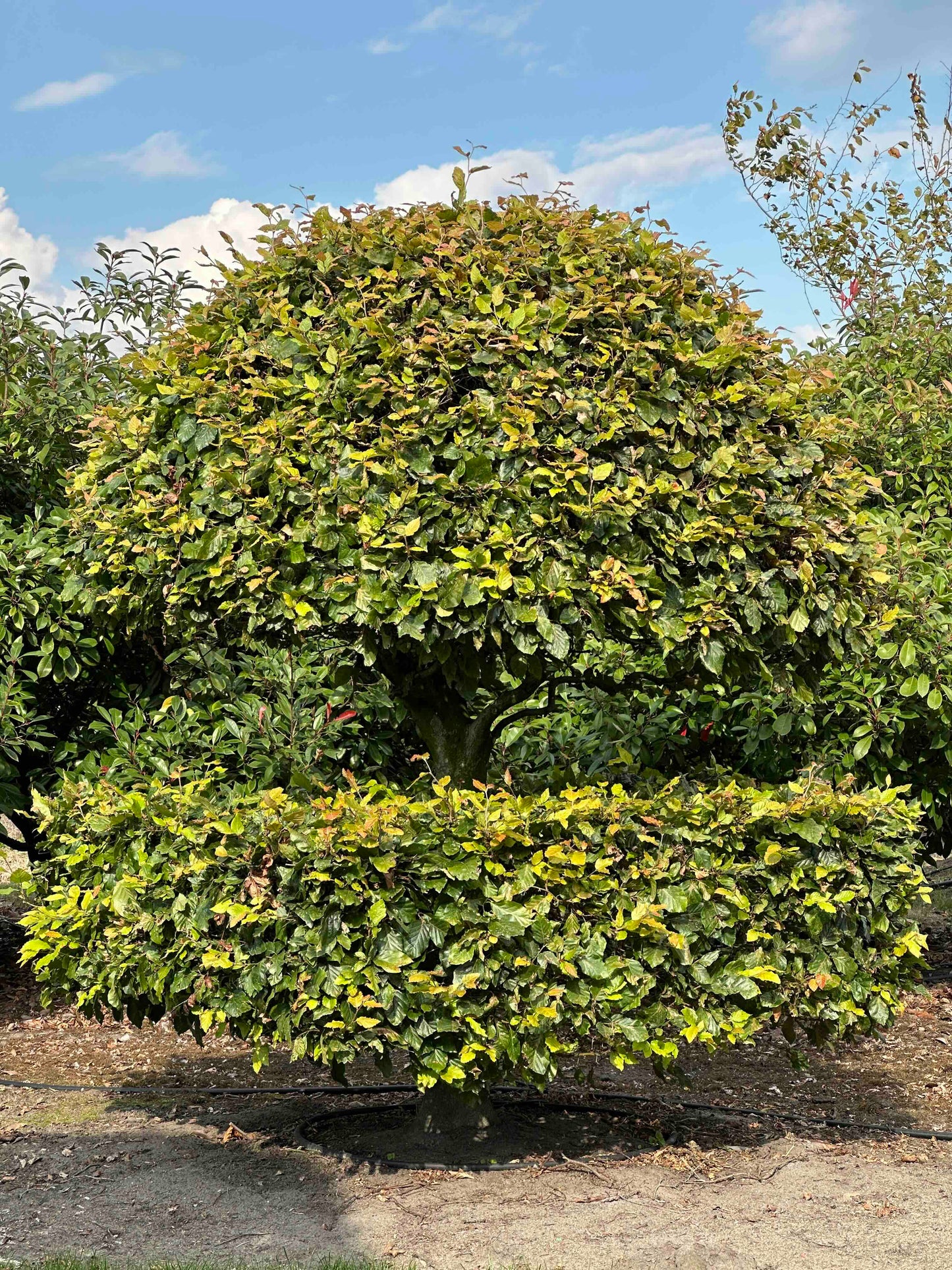 FS TOPIARY #175