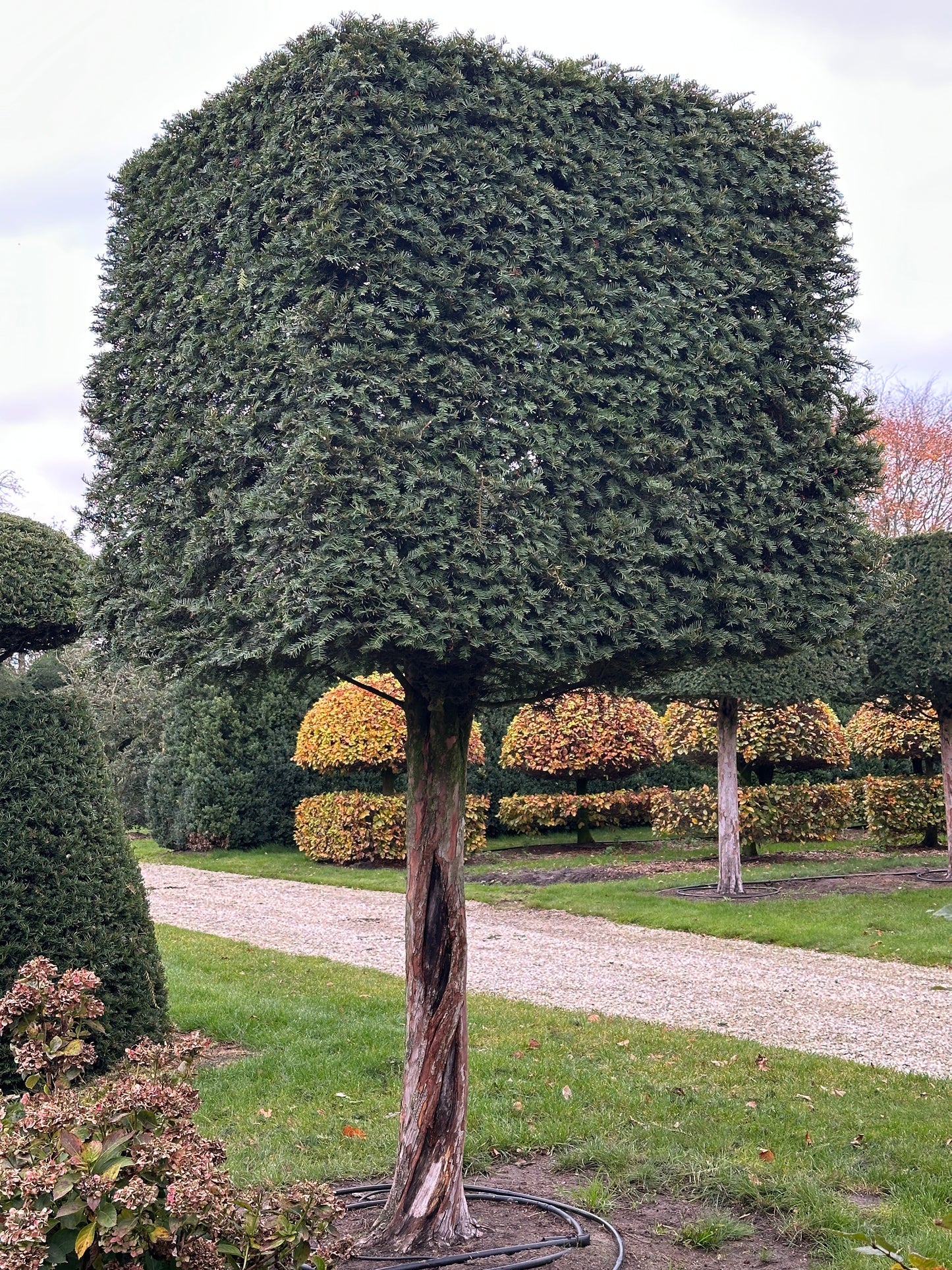 TB TOPIARY #639