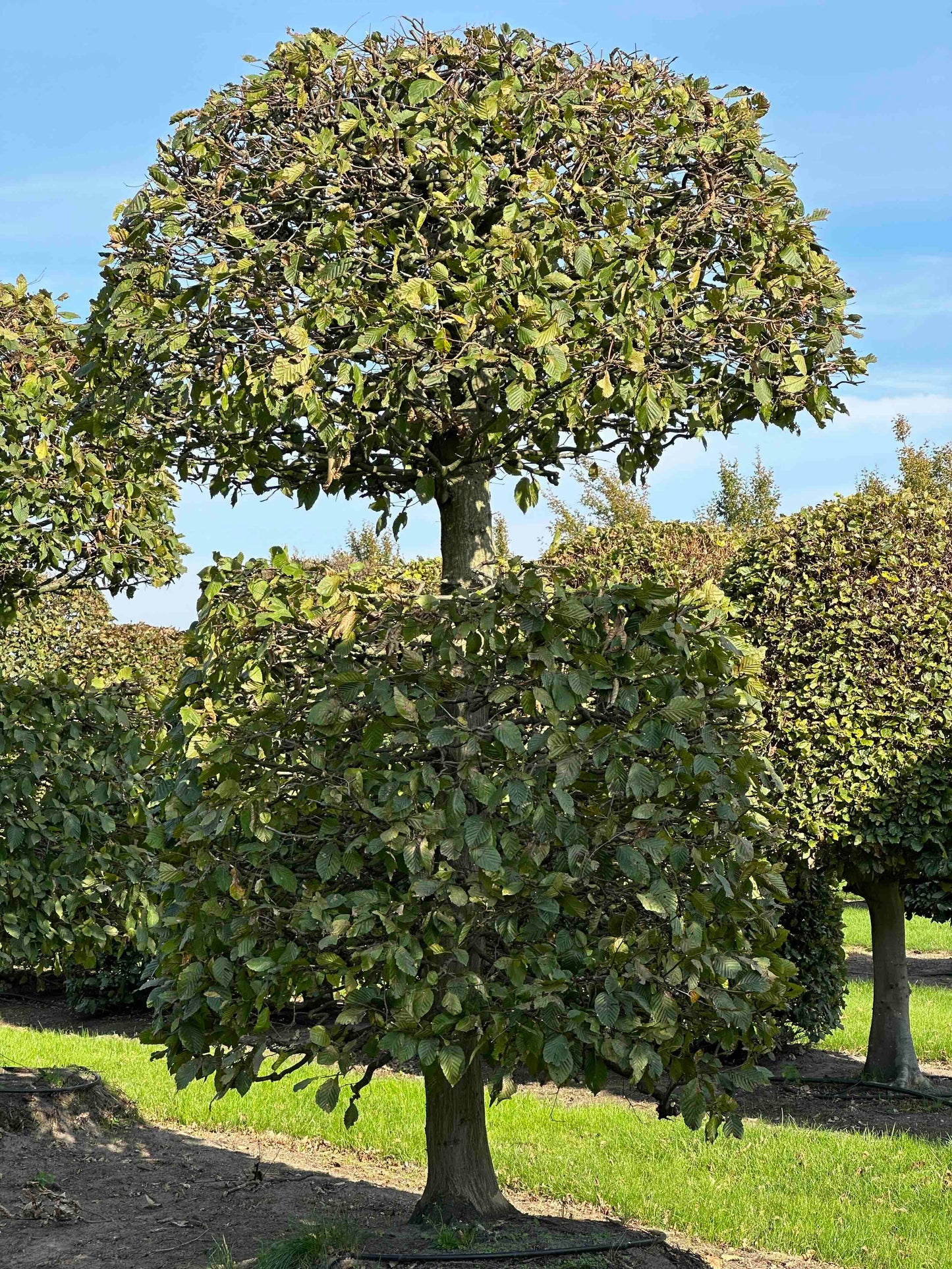 CB TOPIARY #160