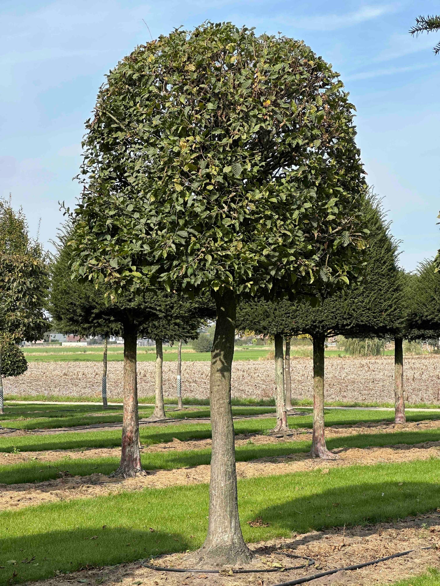 CB TOPIARY #120