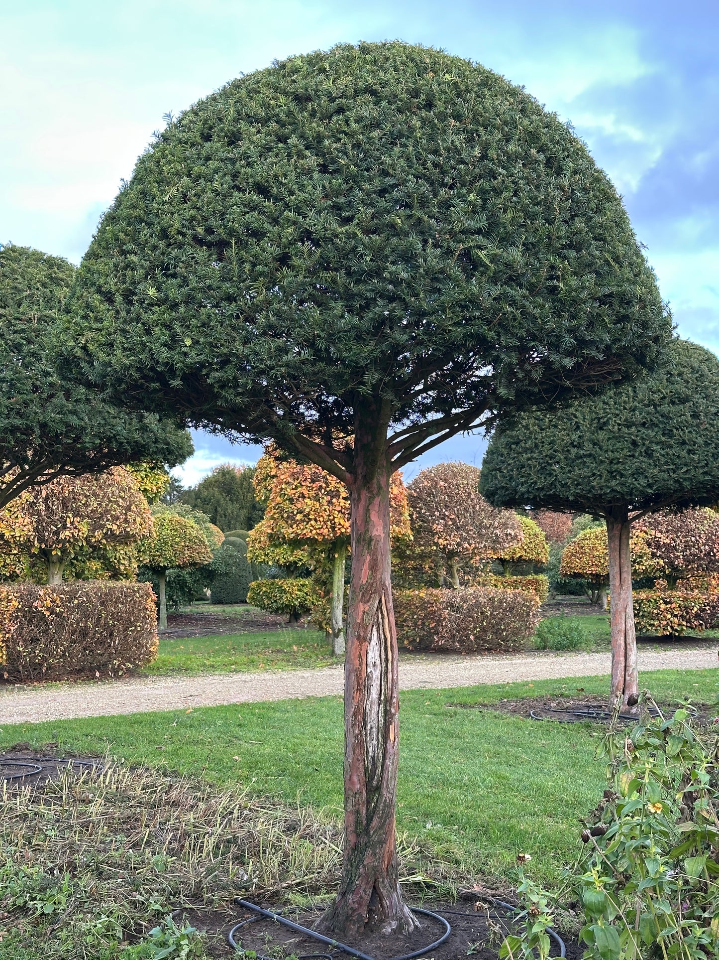 TB TOPIARY #612