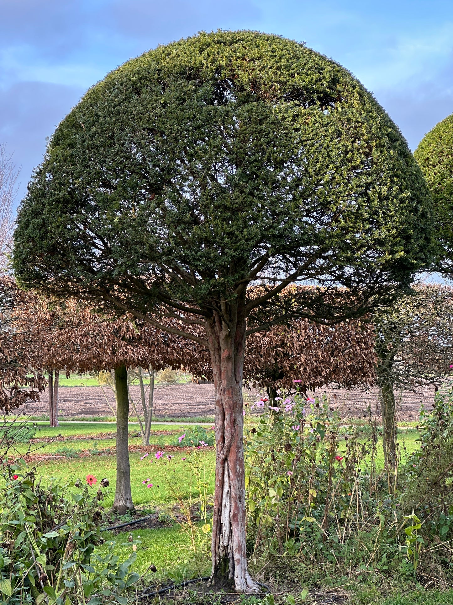TB TOPIARY #608