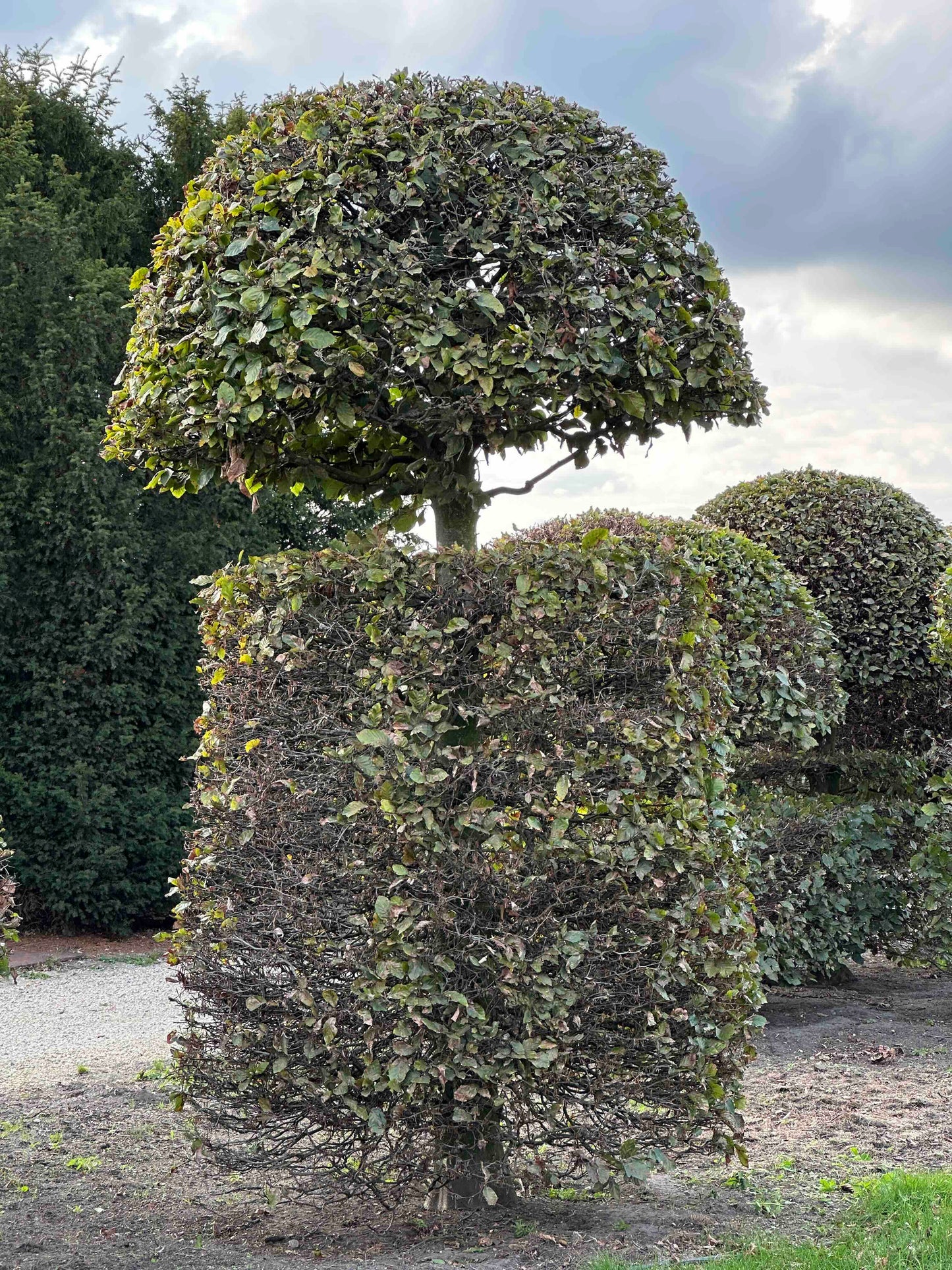 FS TOPIARY #160