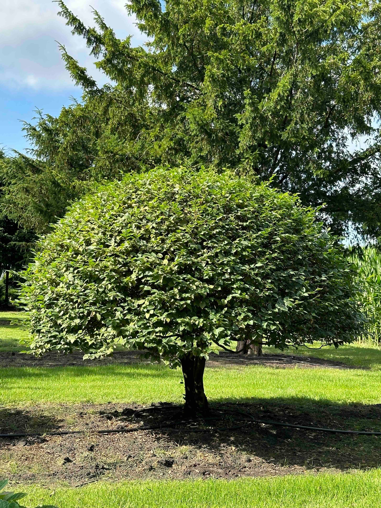 CB TOPIARY #178