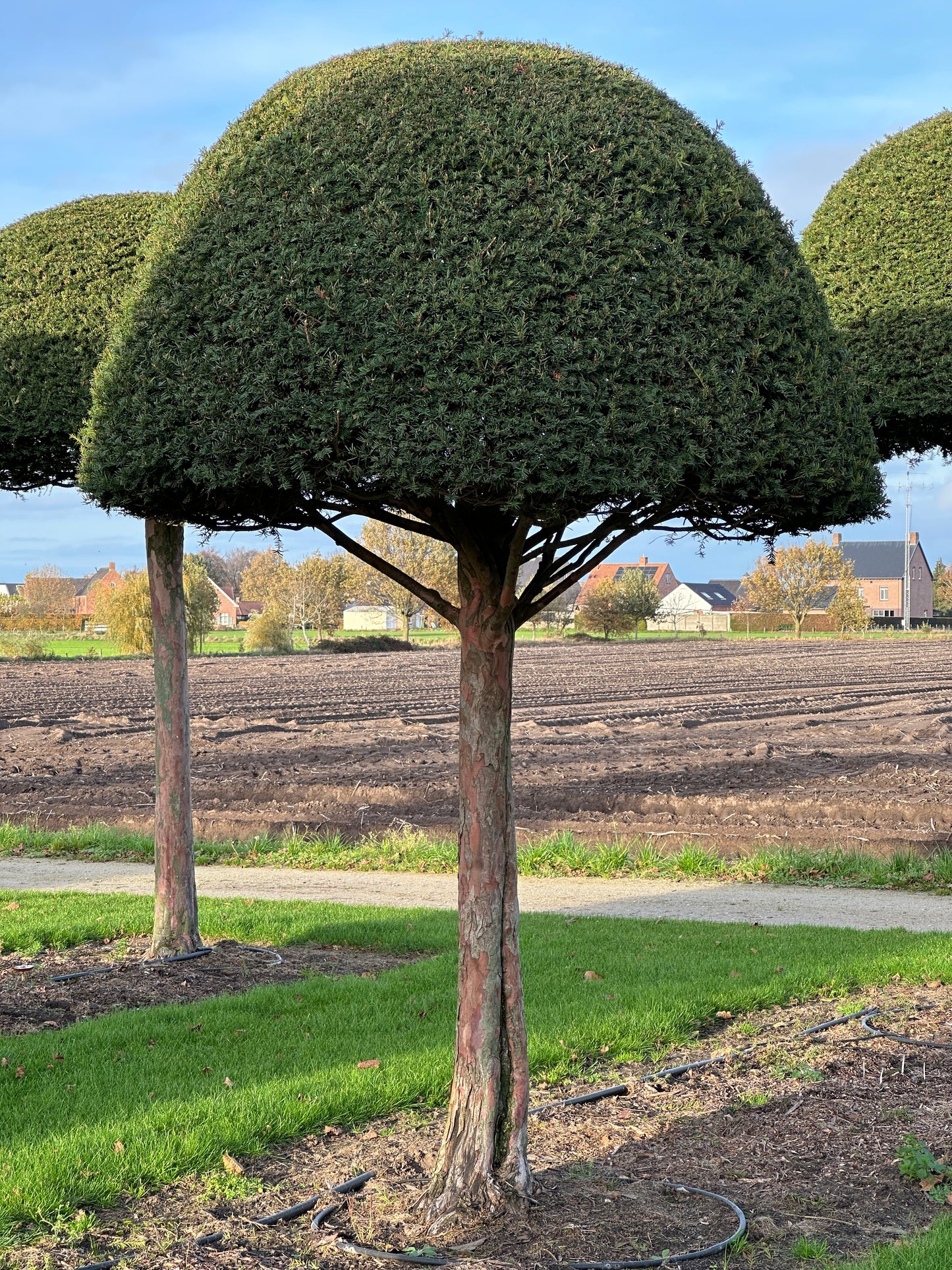 TB TOPIARY #615