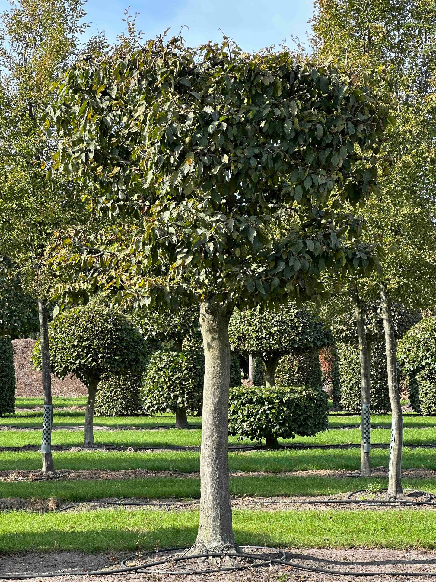 CB TOPIARY #130