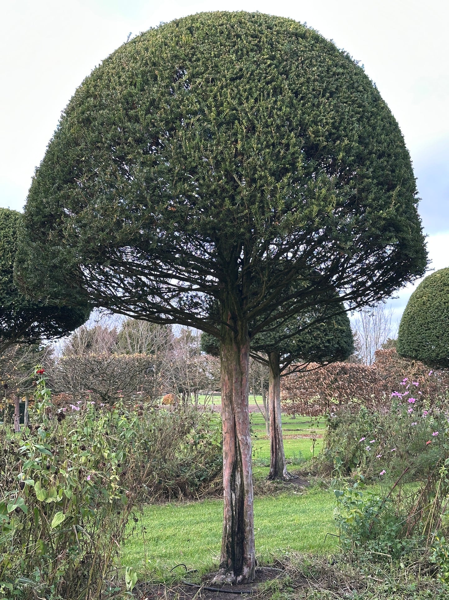 TB TOPIARY #596