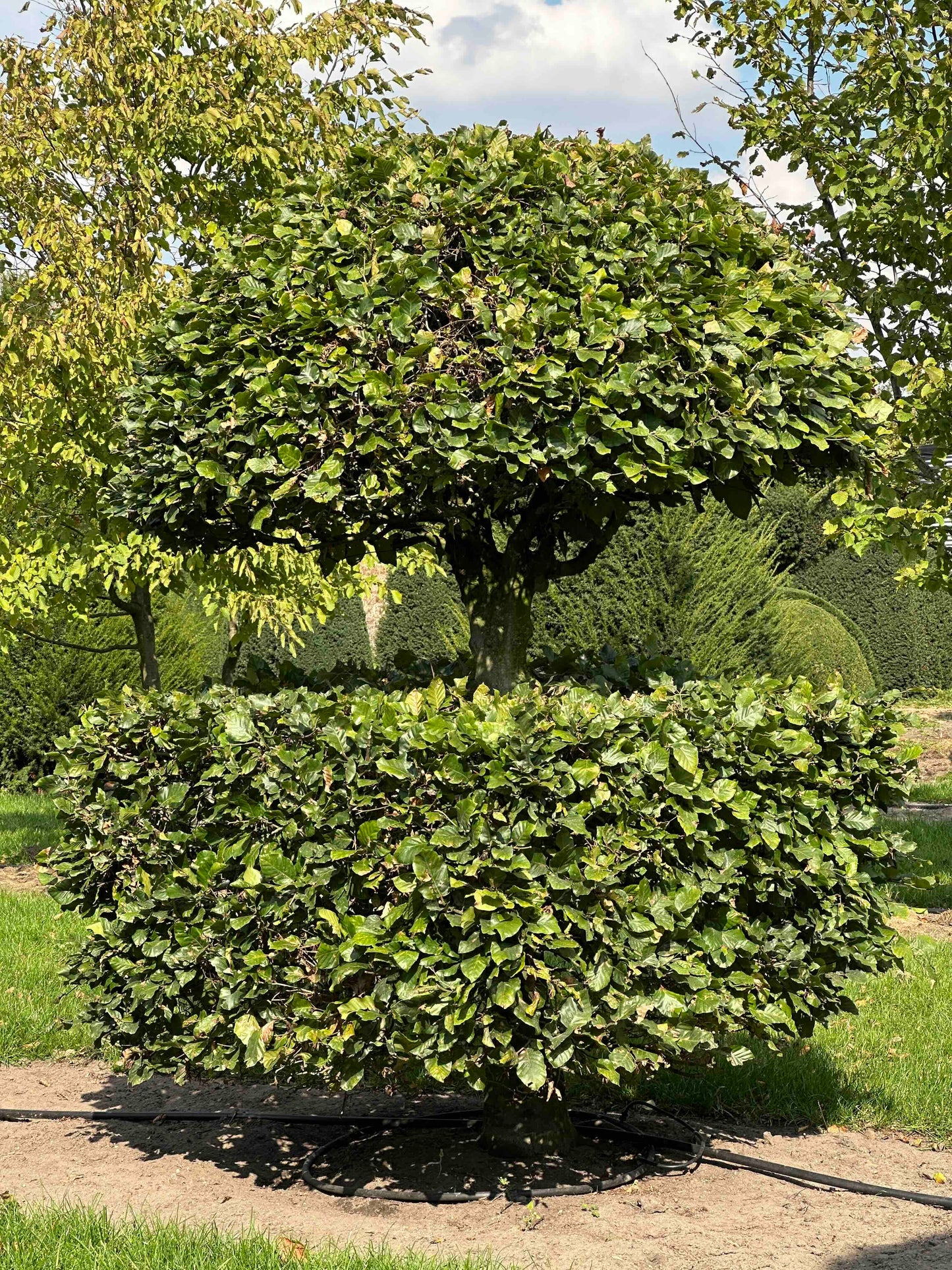 FS TOPIARY #257