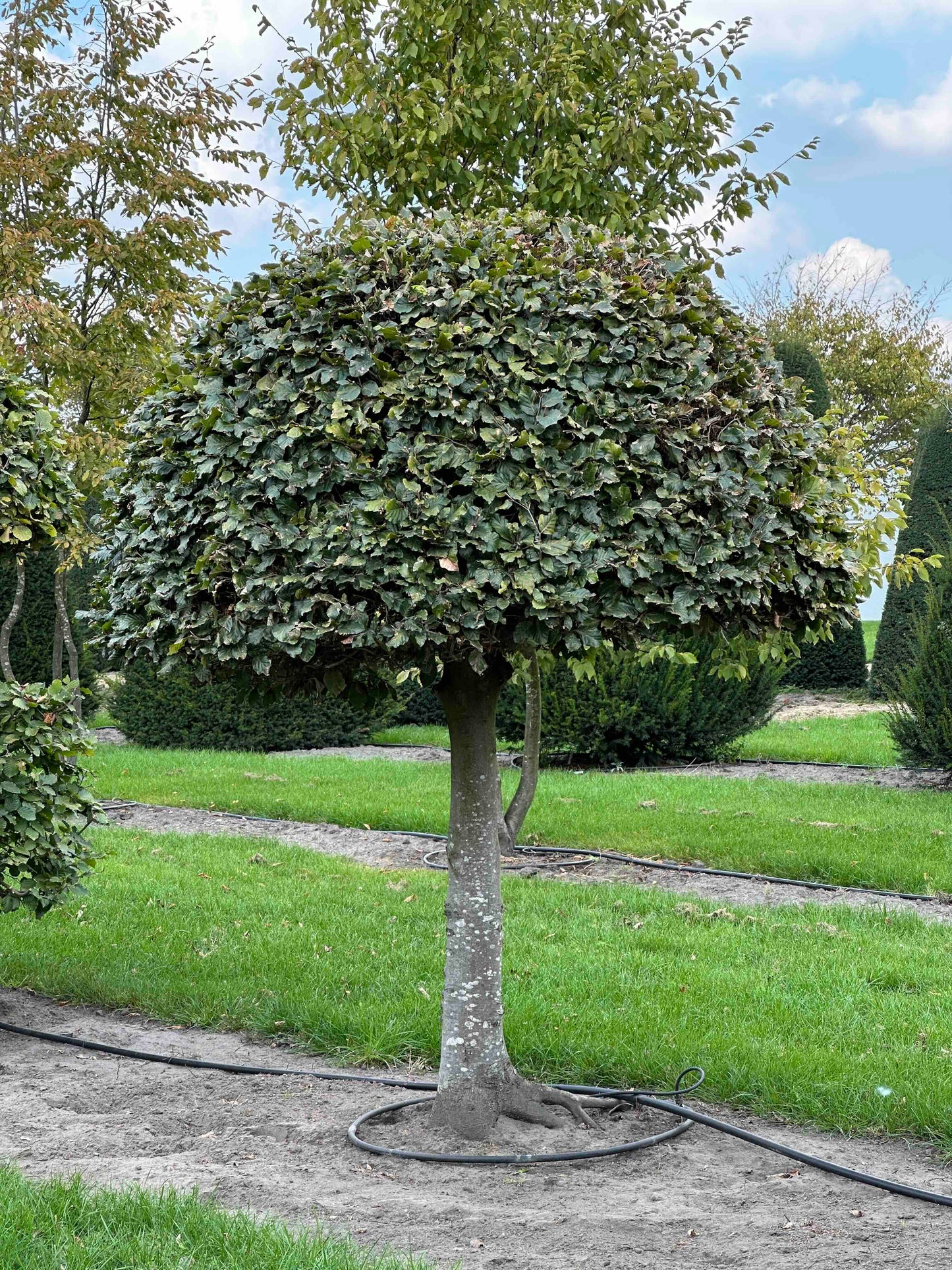 FS TOPIARY #242
