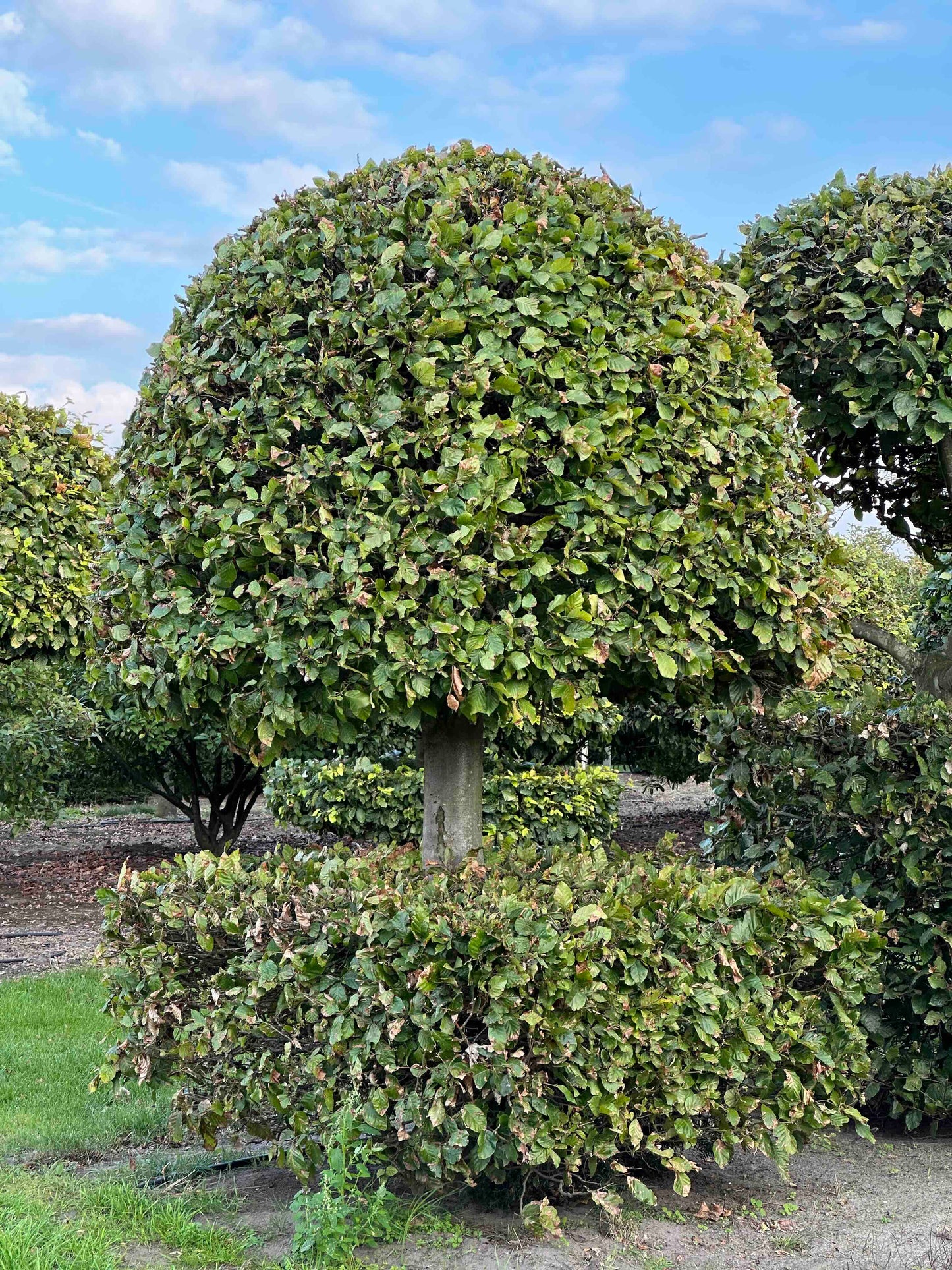 FS TOPIARY #150