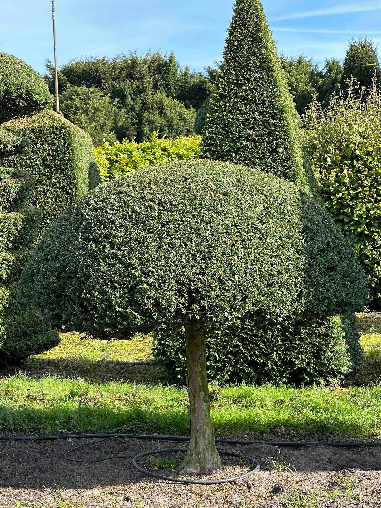 TB TOPIARY #296