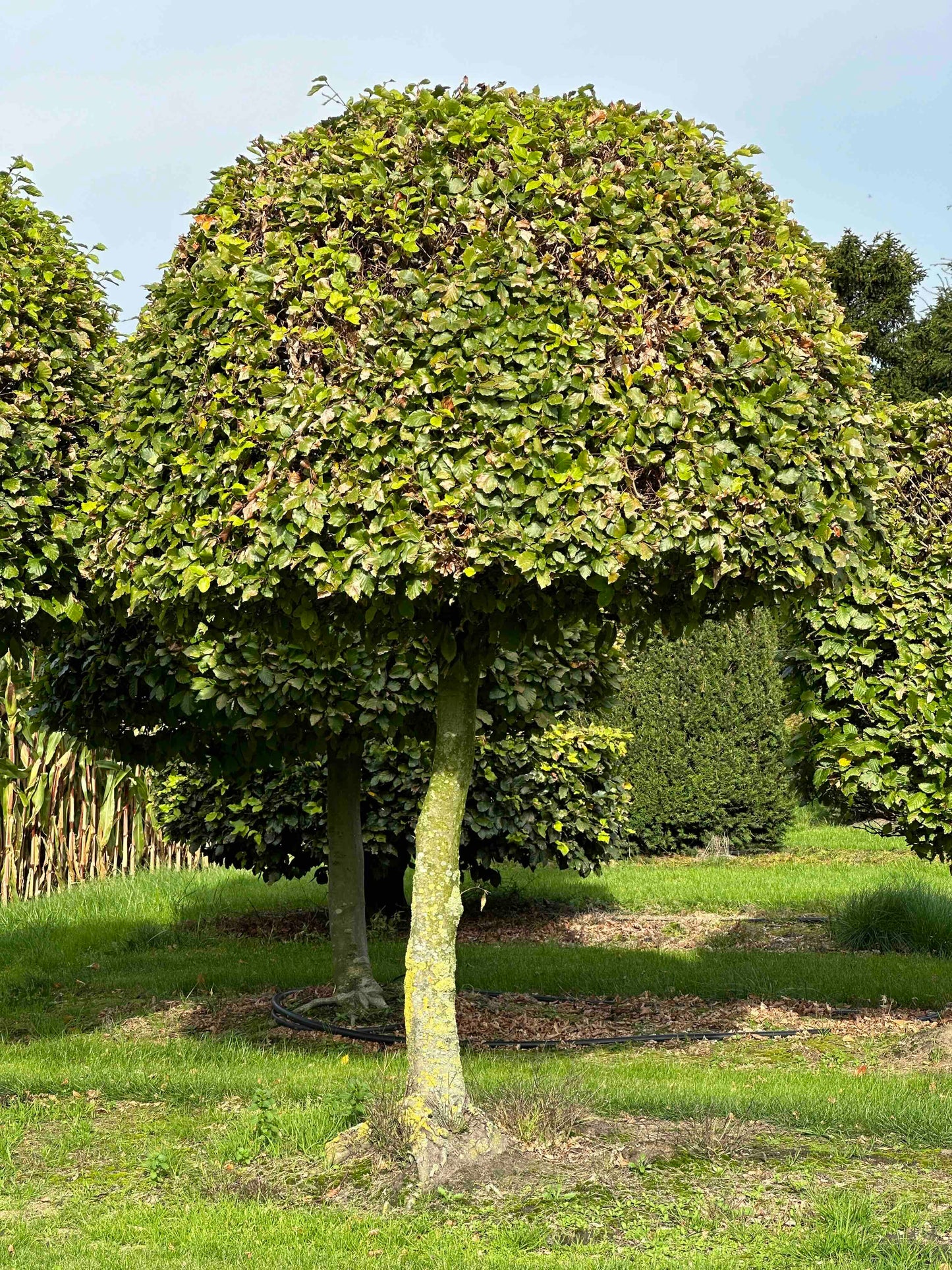 FS TOPIARY #207