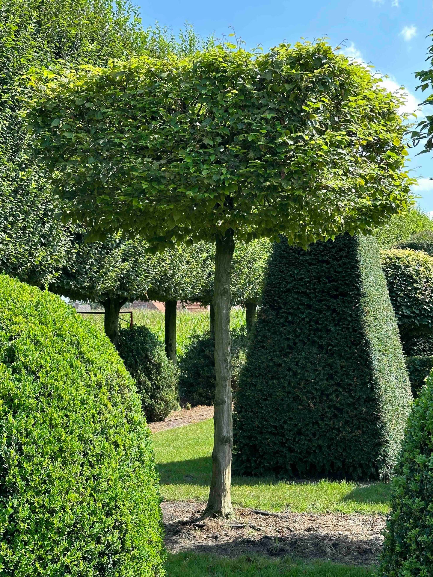 CB TOPIARY #032