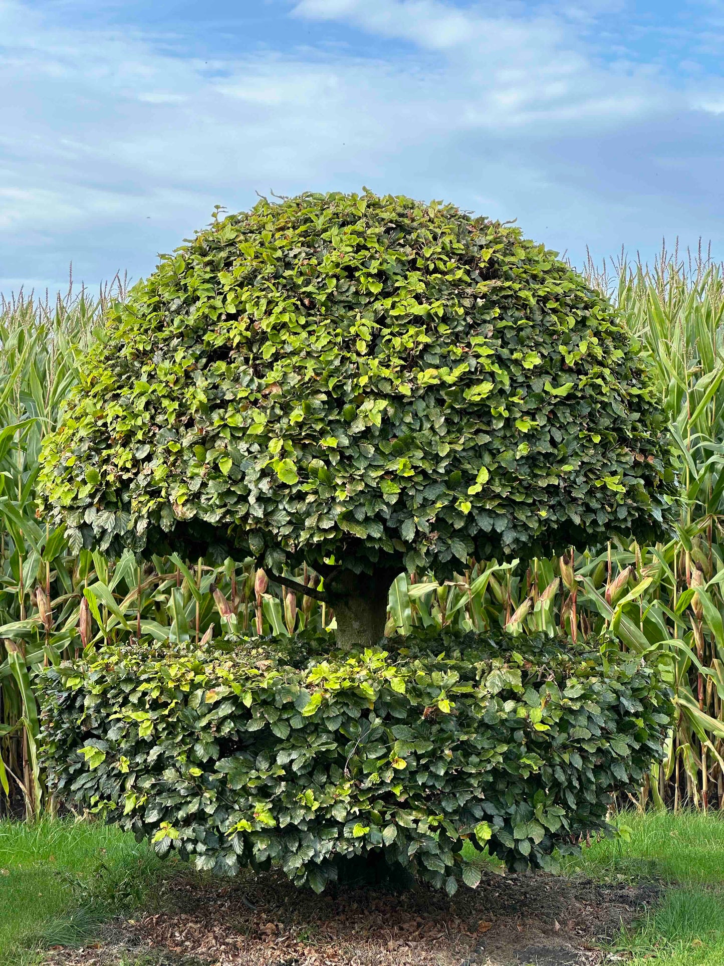 FS TOPIARY #240