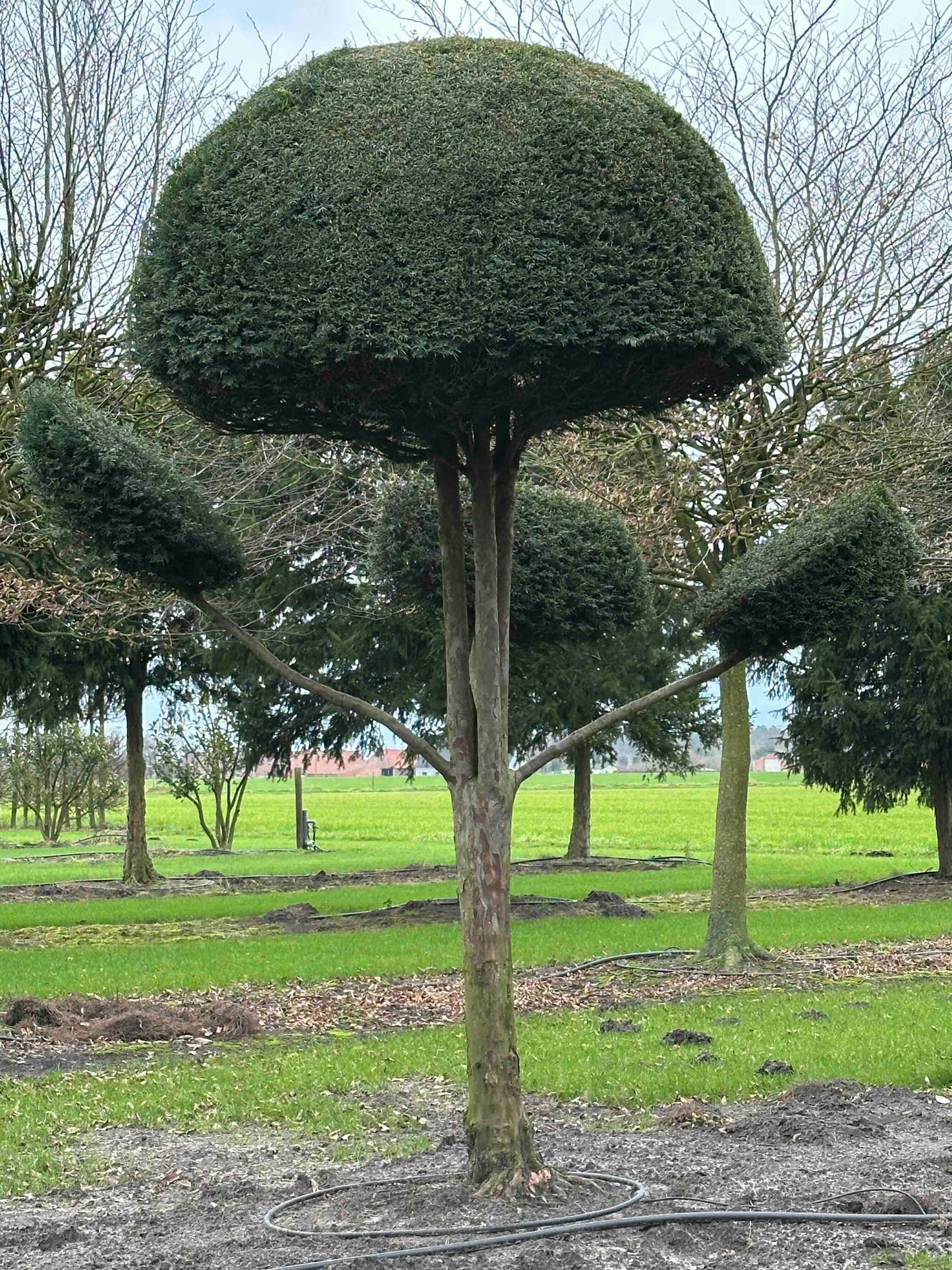 TB TOPIARY #487