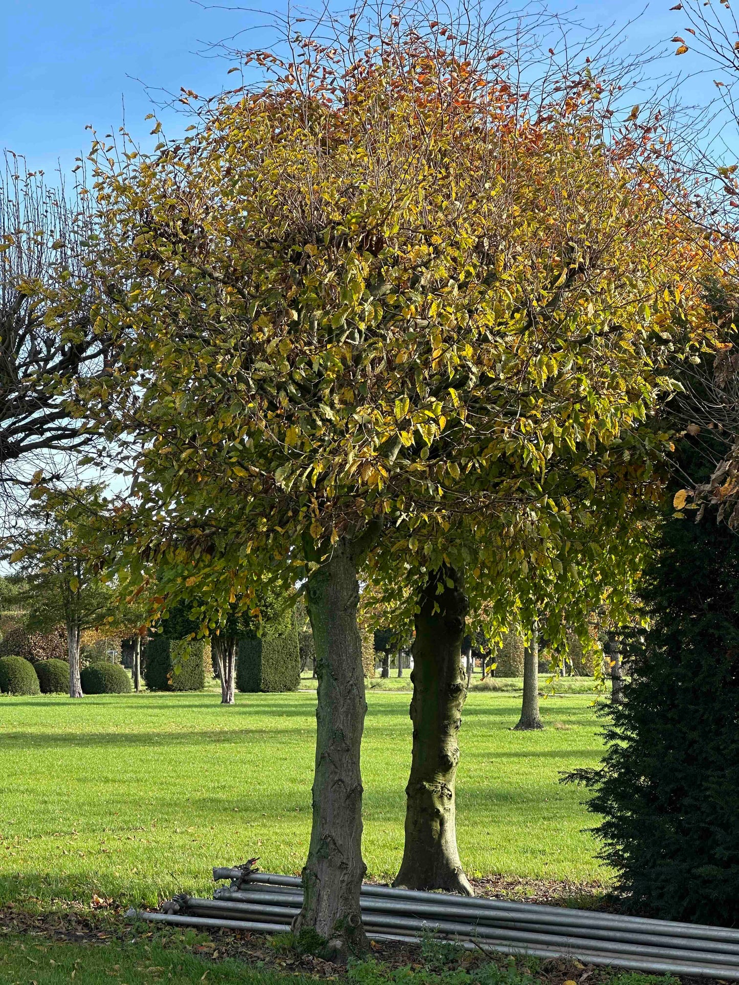 CB TOPIARY #182