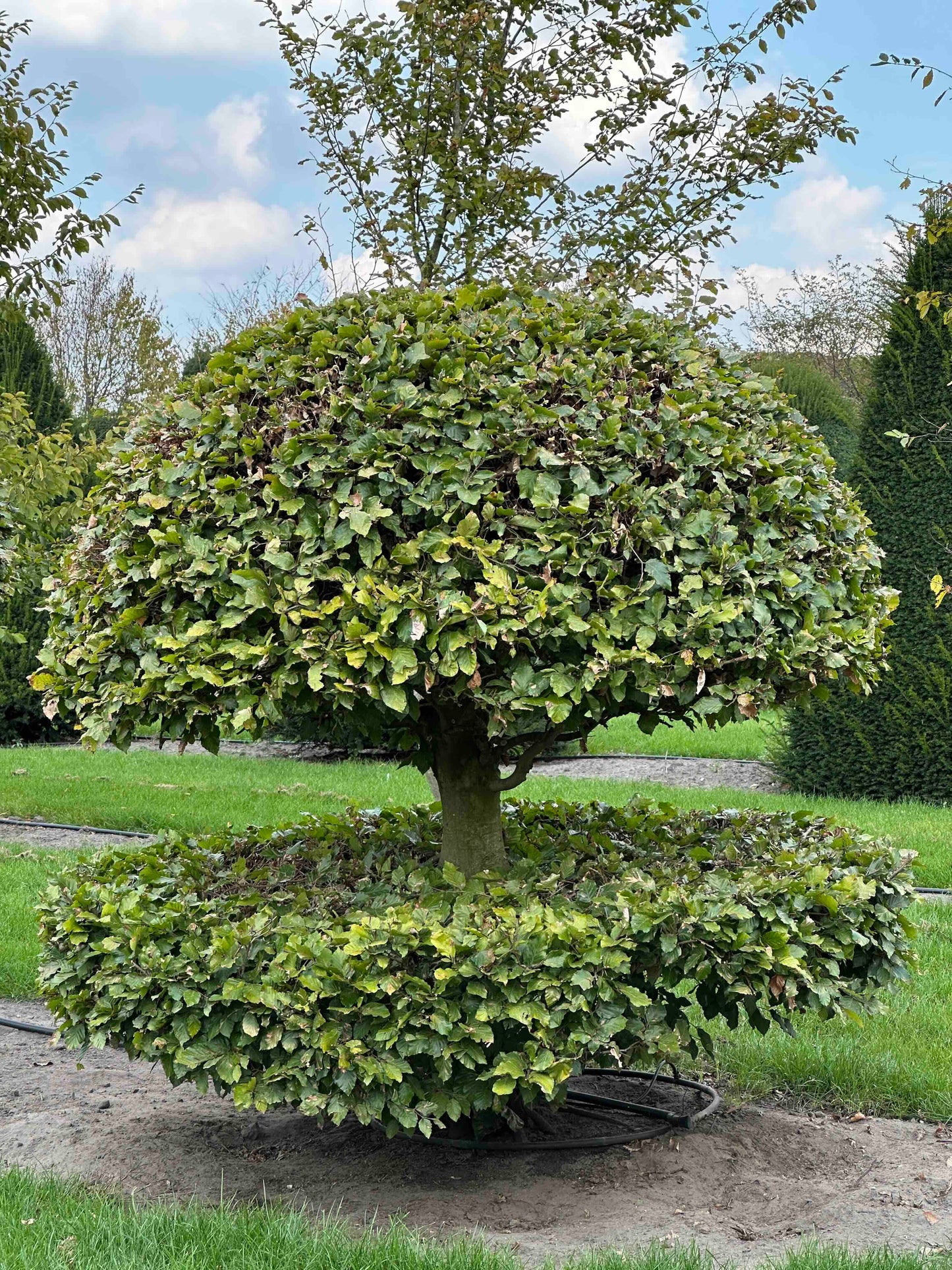 FS TOPIARY #241