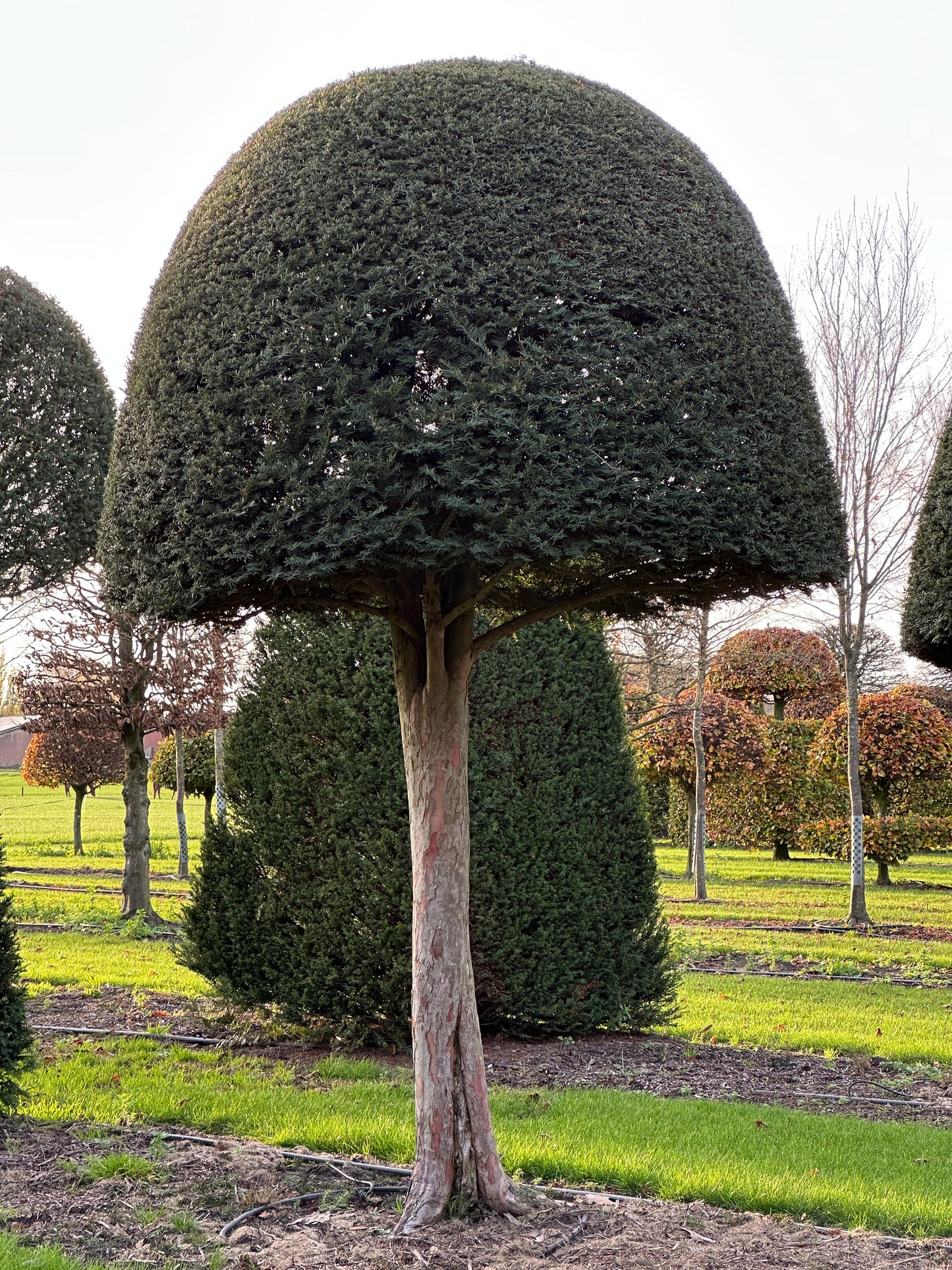 TB TOPIARY #621