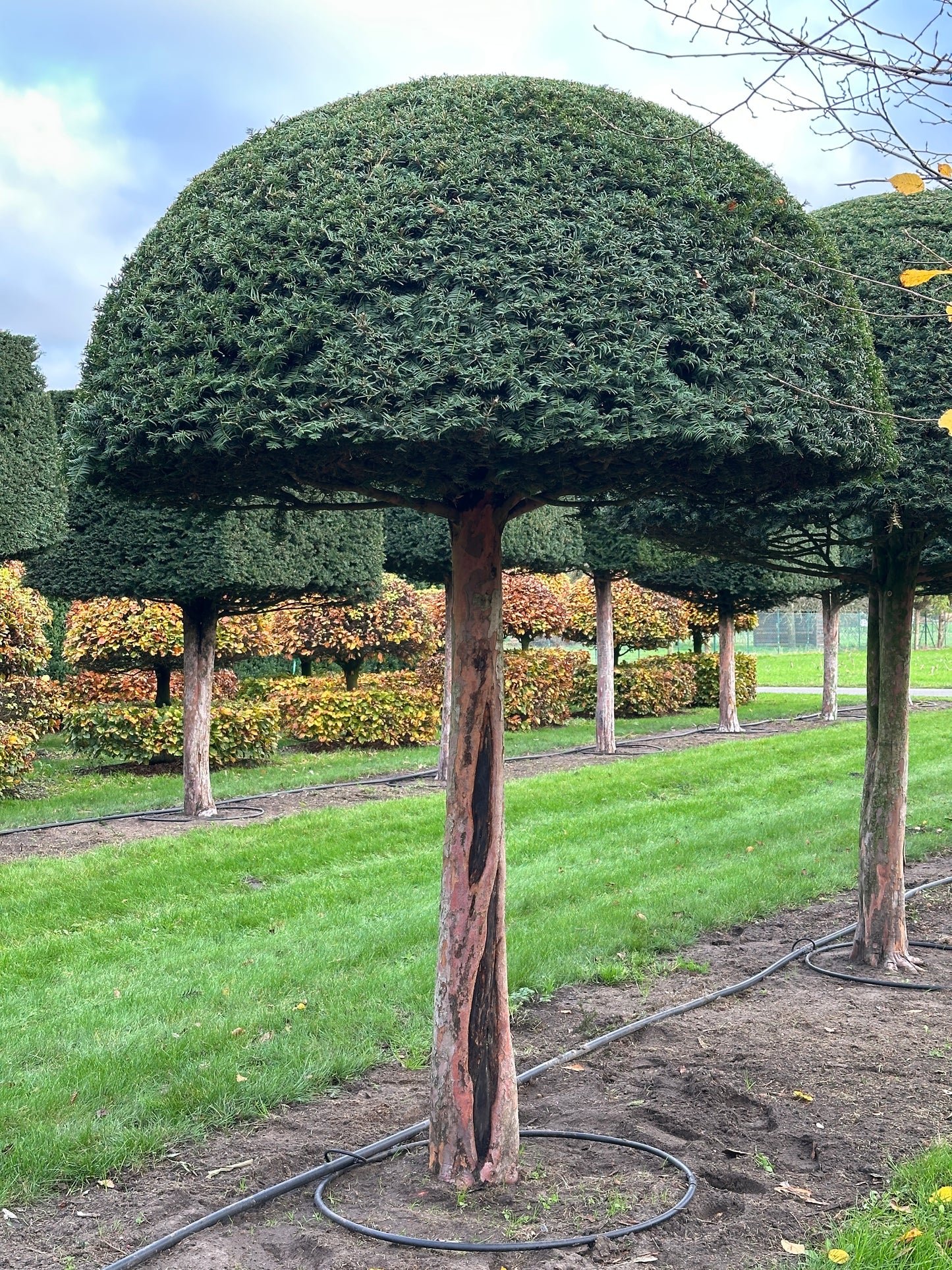 TB TOPIARY #580