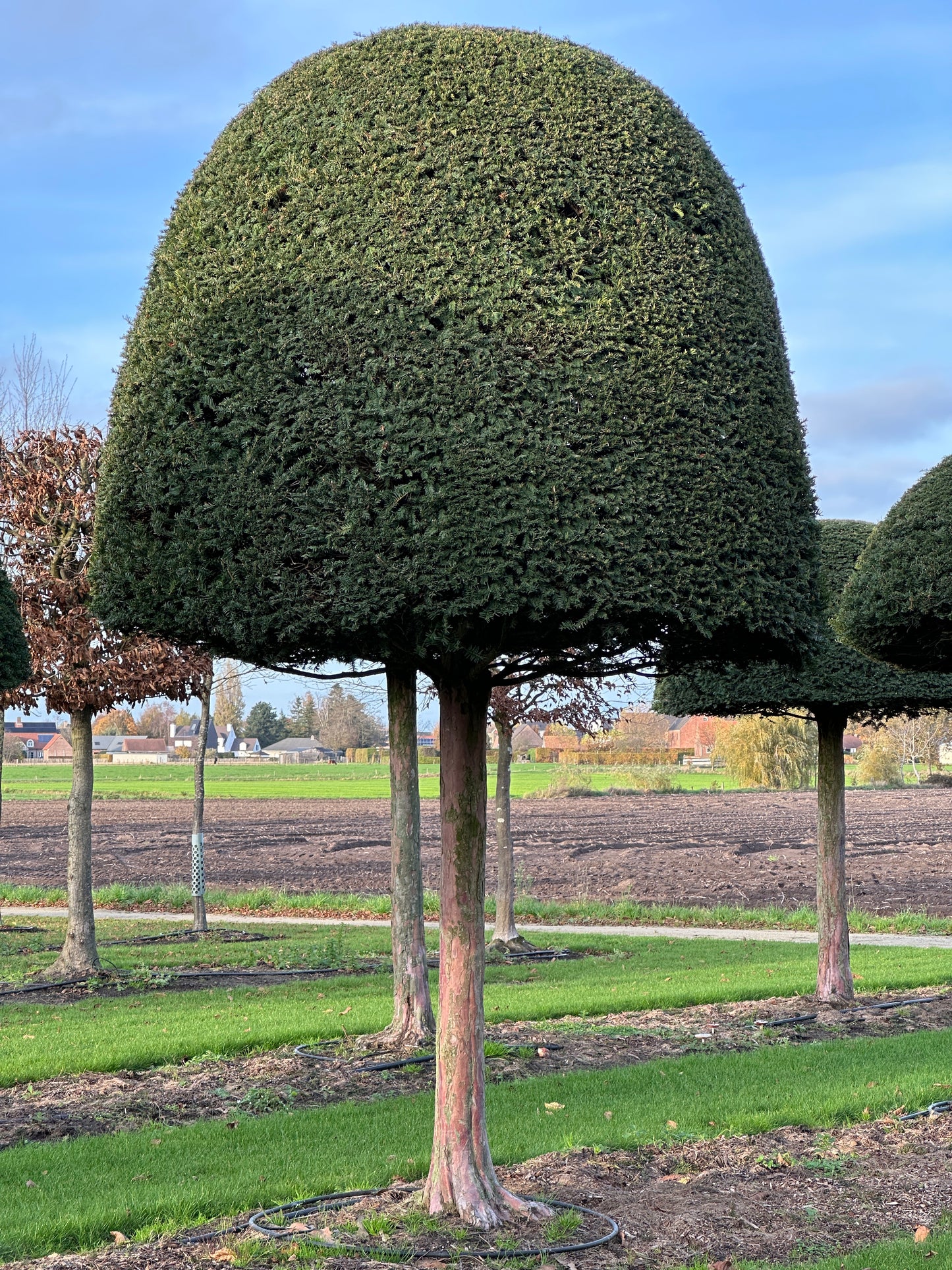 TB TOPIARY #617