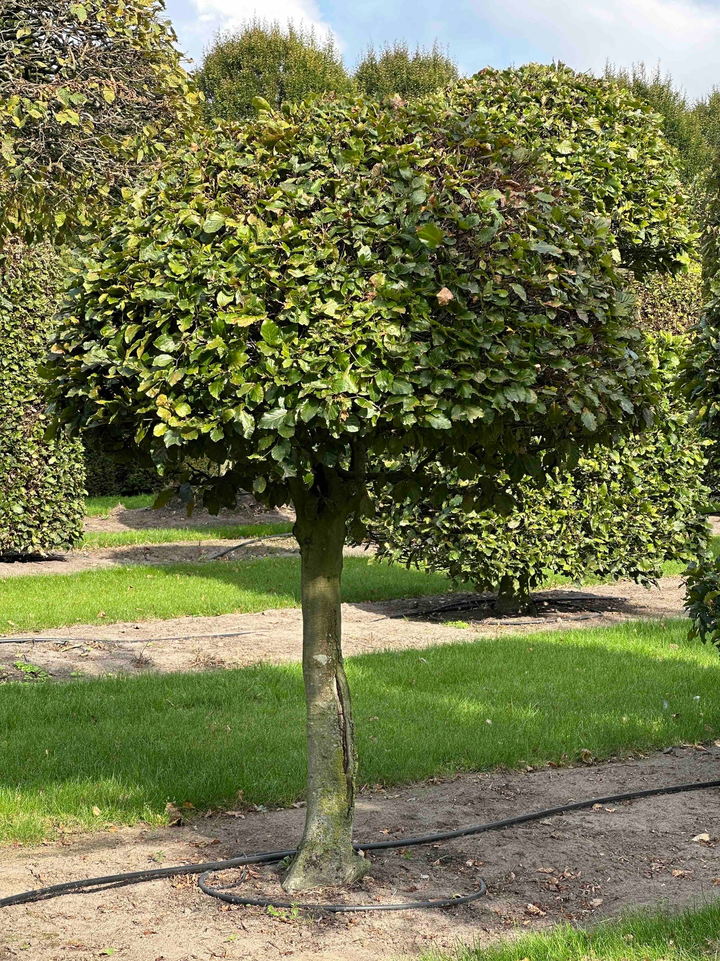 FS TOPIARY #094