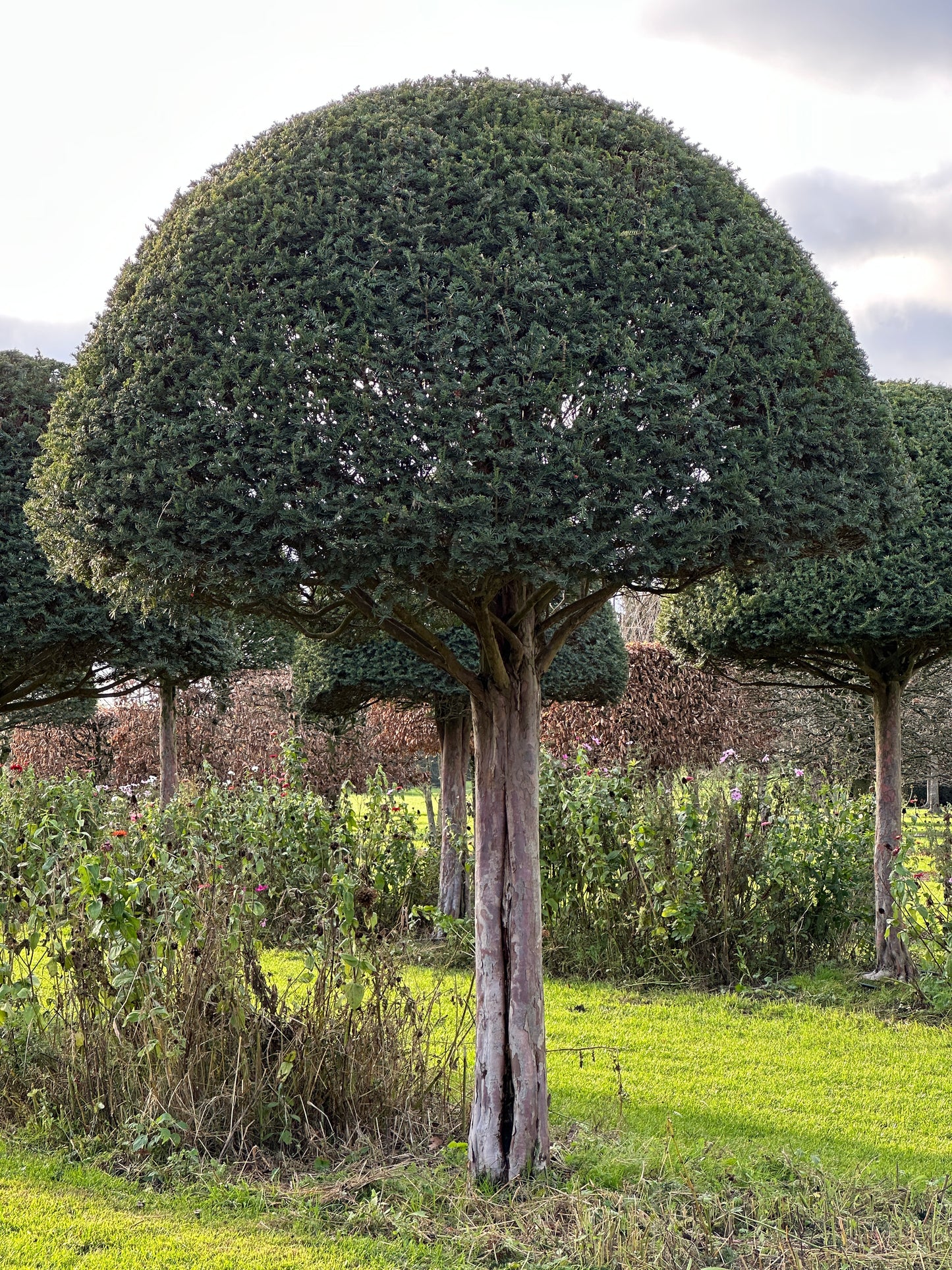 TB TOPIARY #589