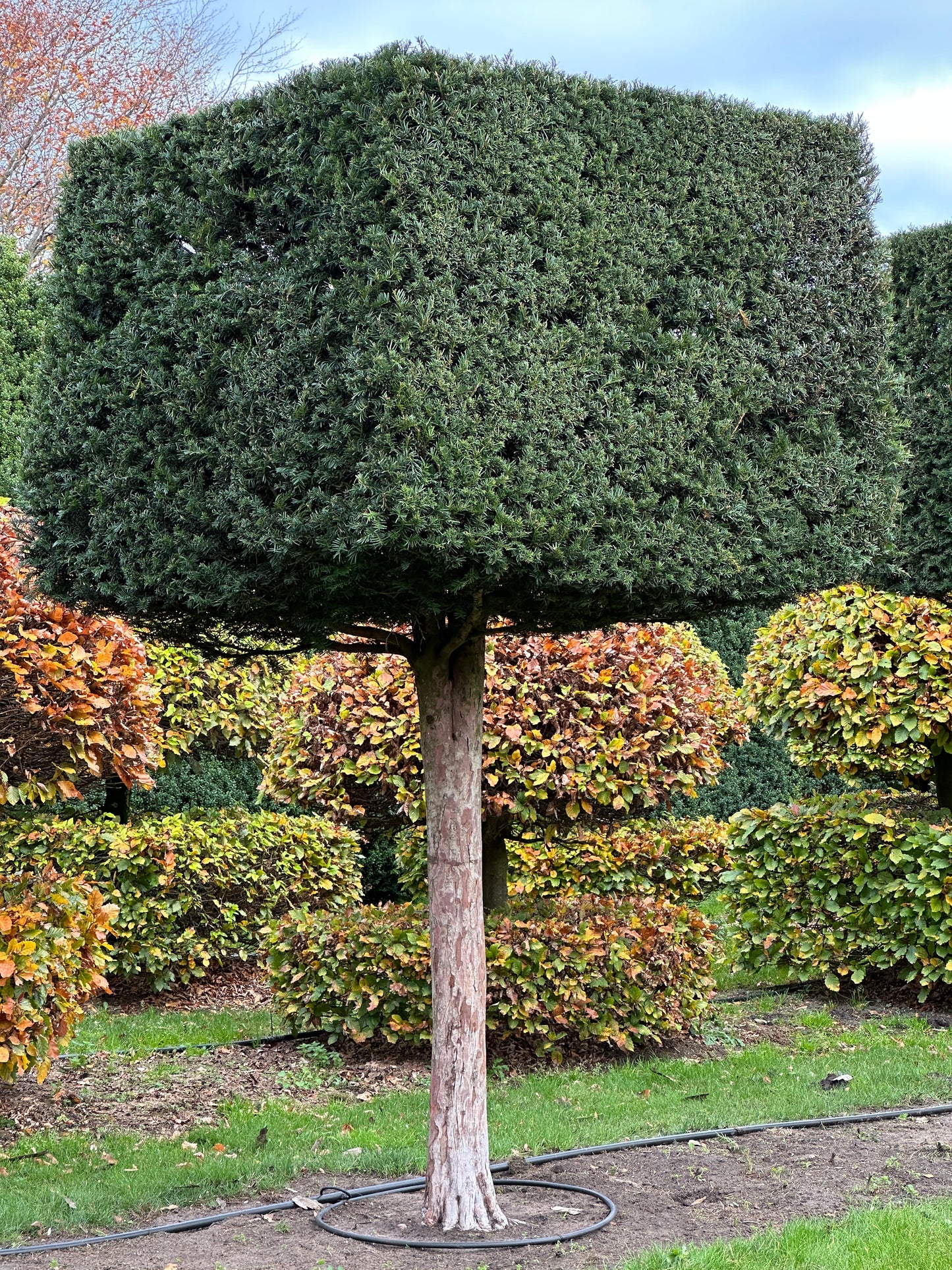 TB TOPIARY #560