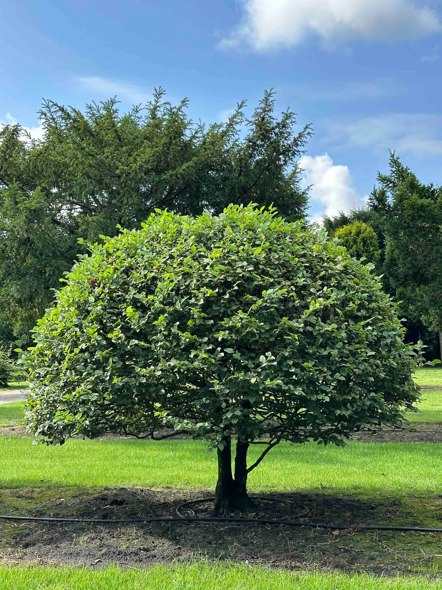 CB TOPIARY #166