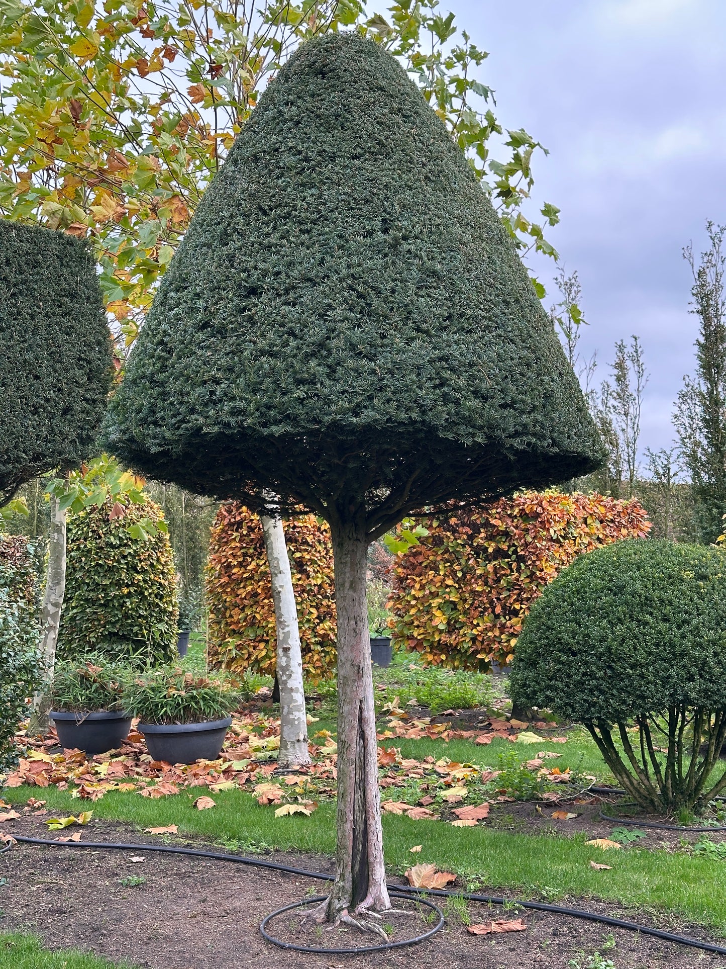 TB TOPIARY #544