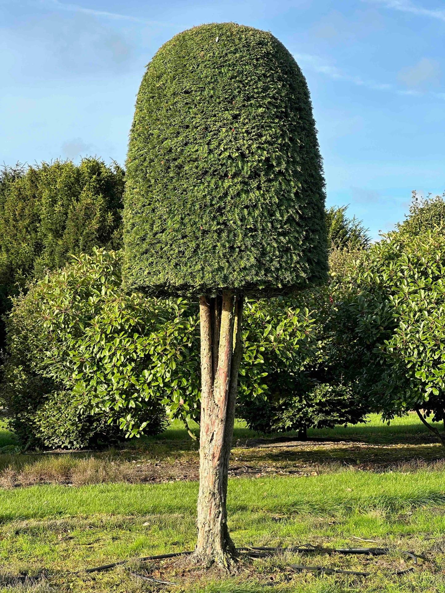 TB TOPIARY #276