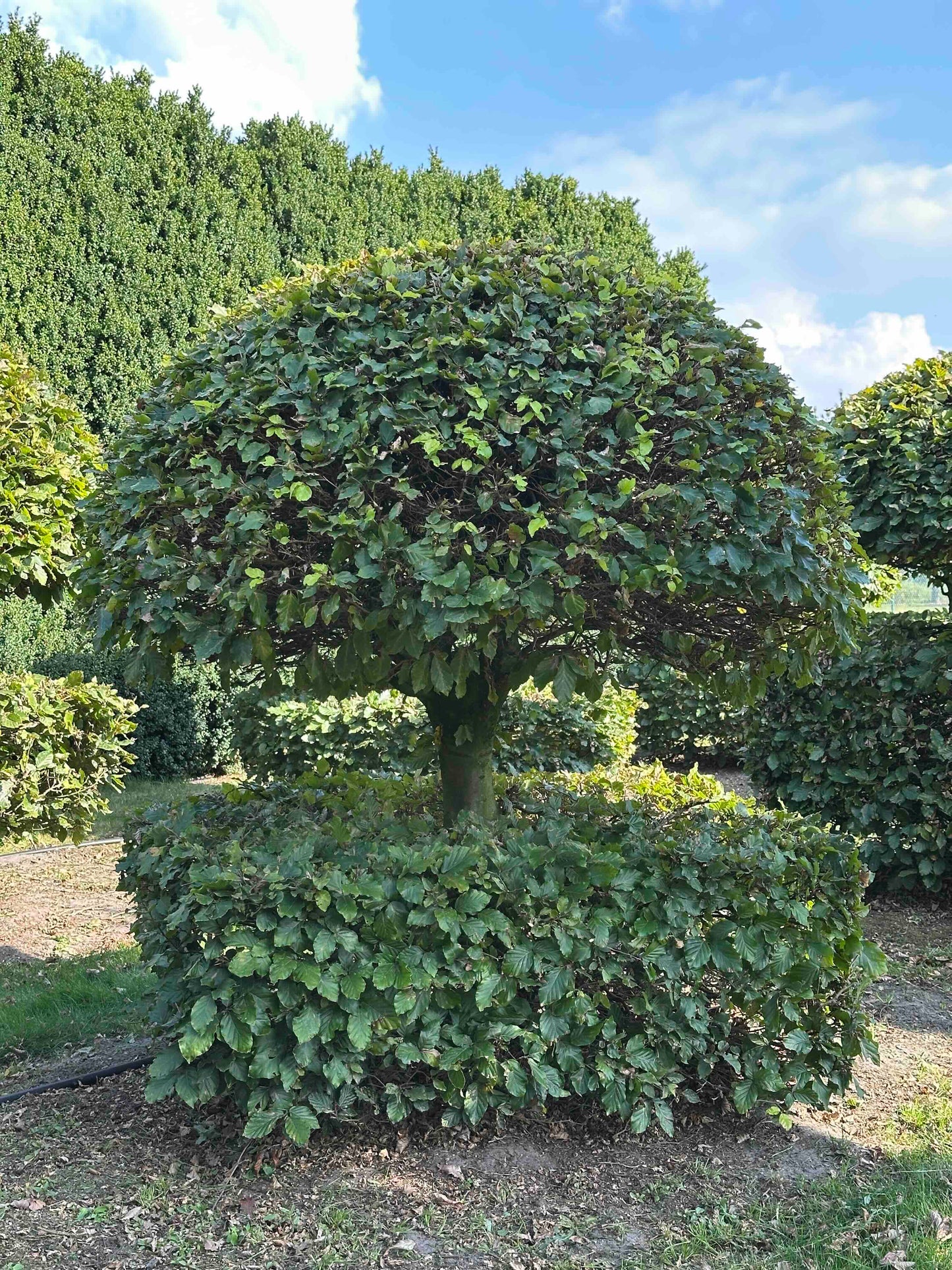 FS TOPIARY #063