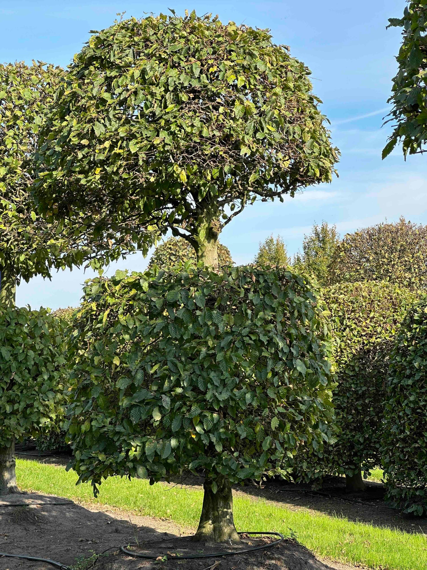CB TOPIARY #158