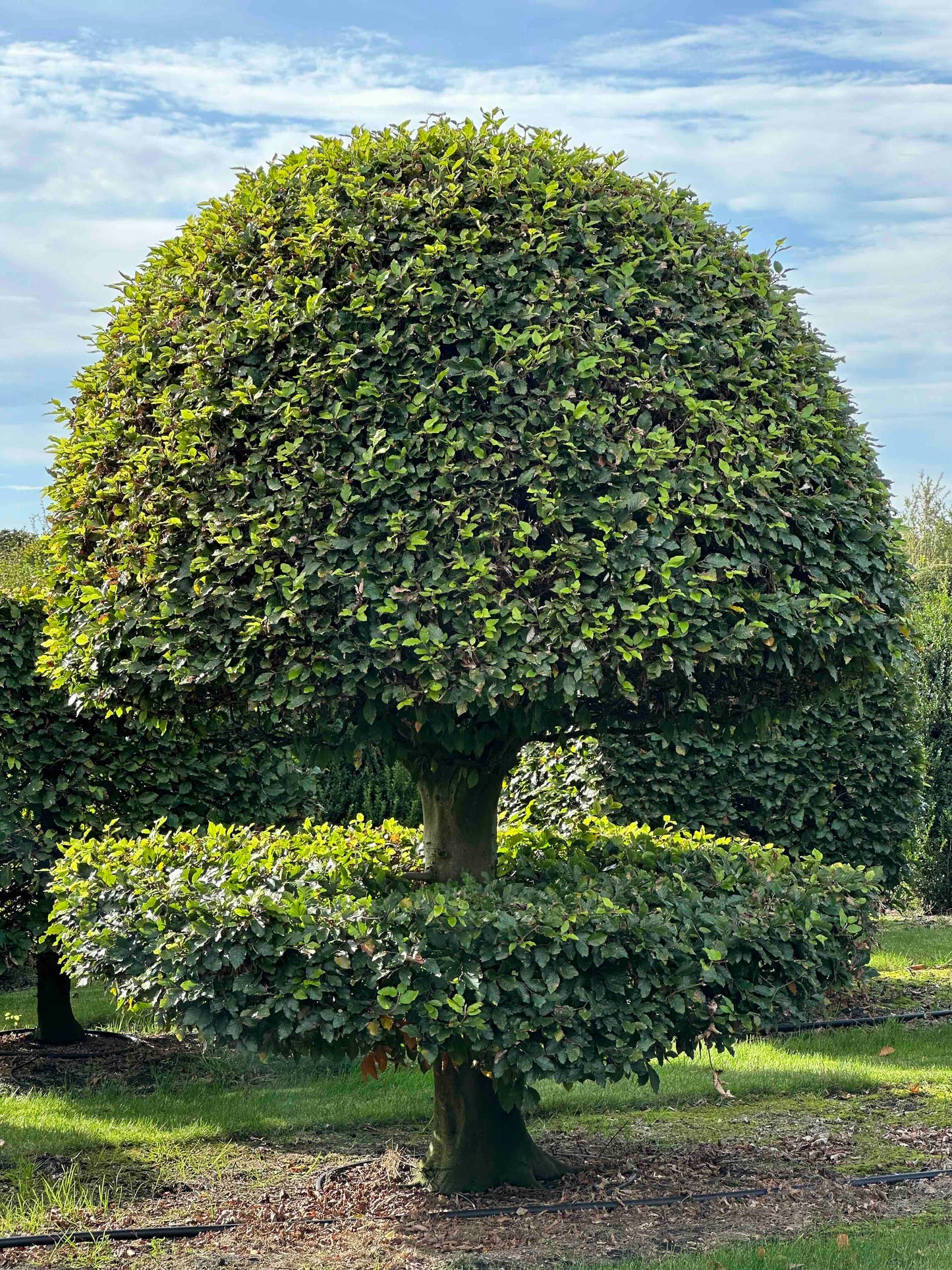FS TOPIARY #231