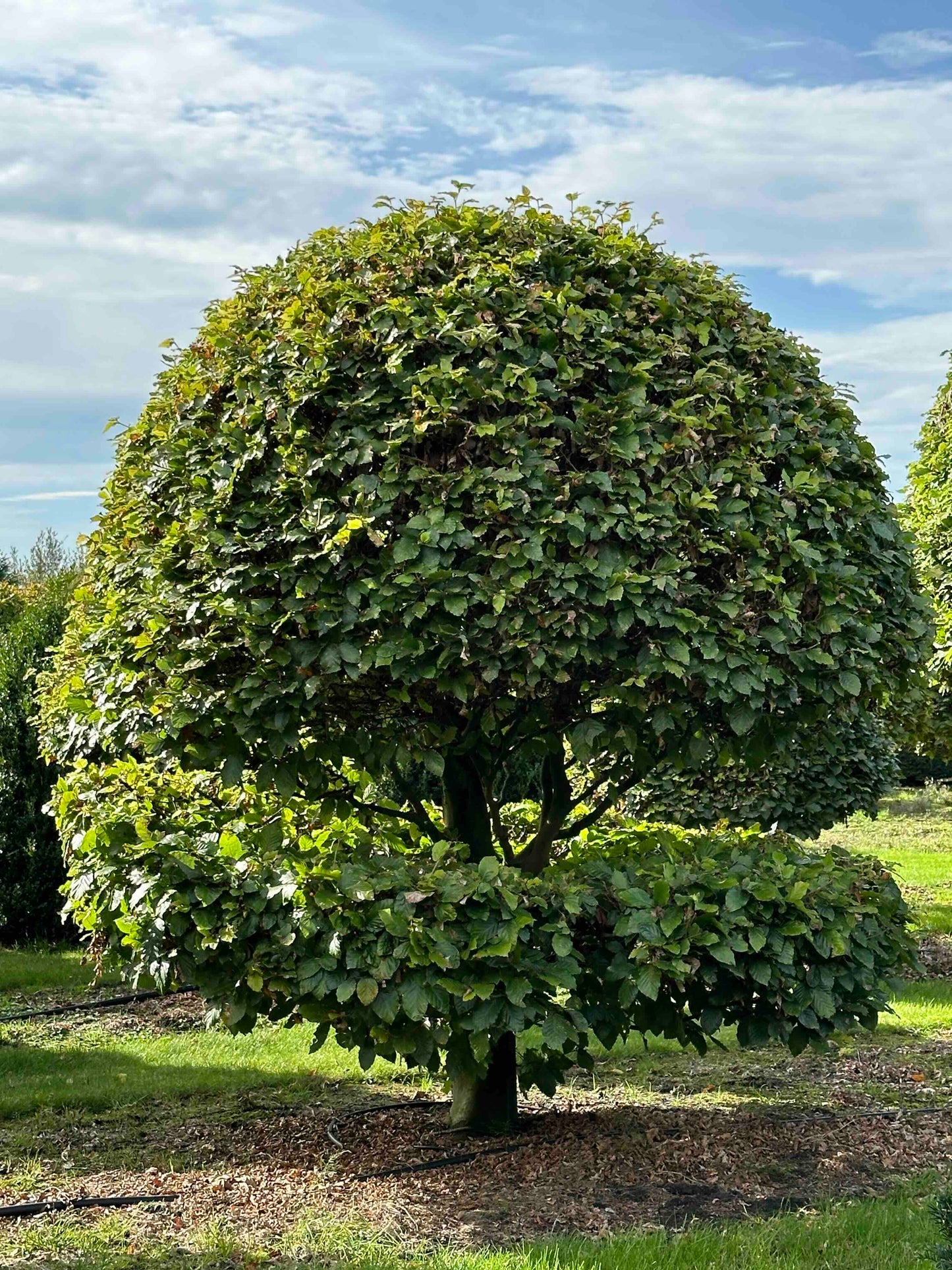 FS TOPIARY #234