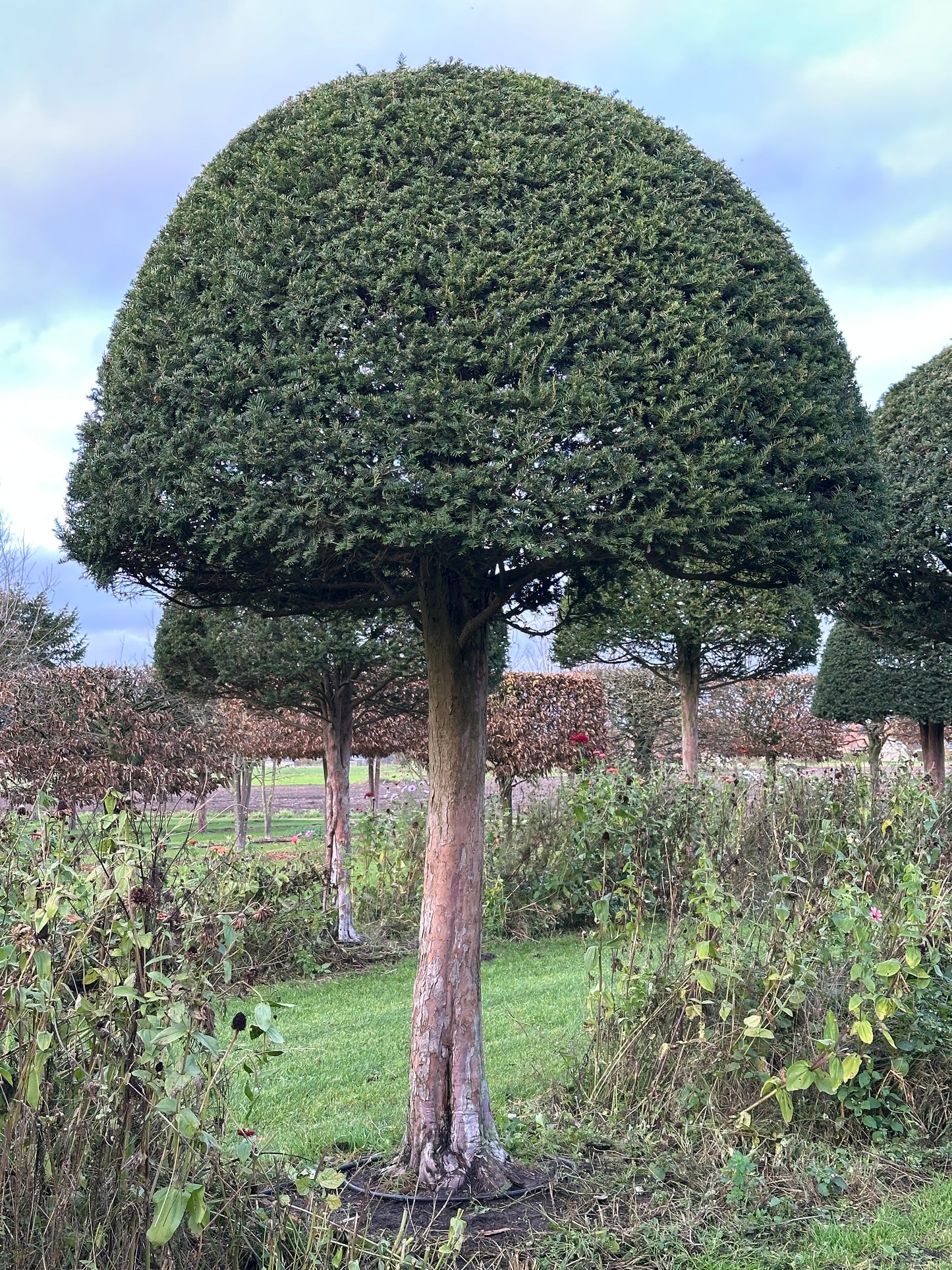 TB TOPIARY #594