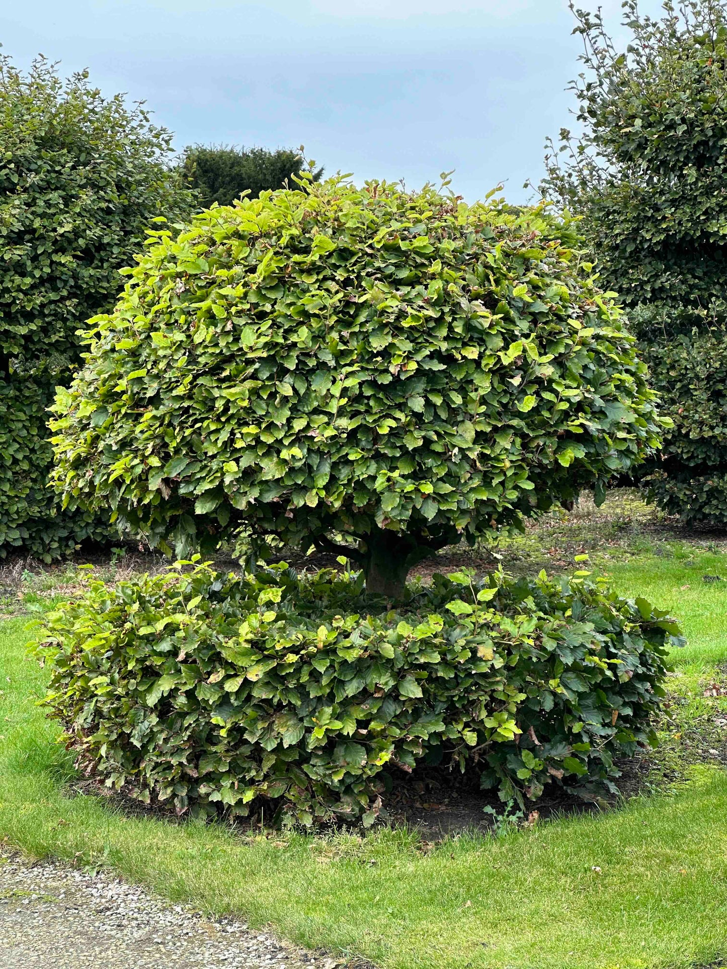 FS TOPIARY #202