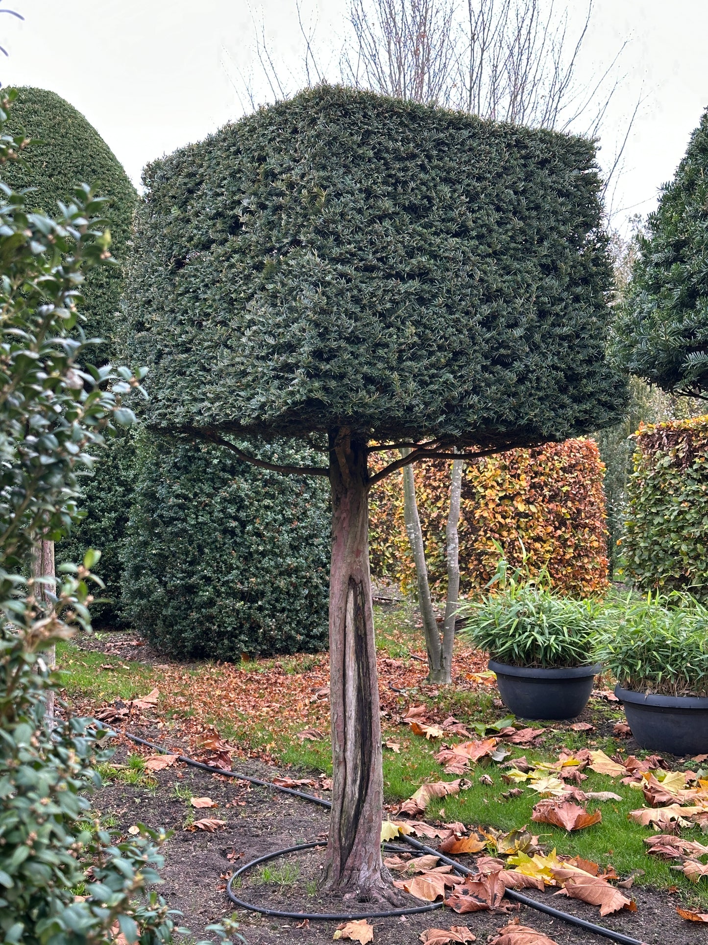TB TOPIARY #547