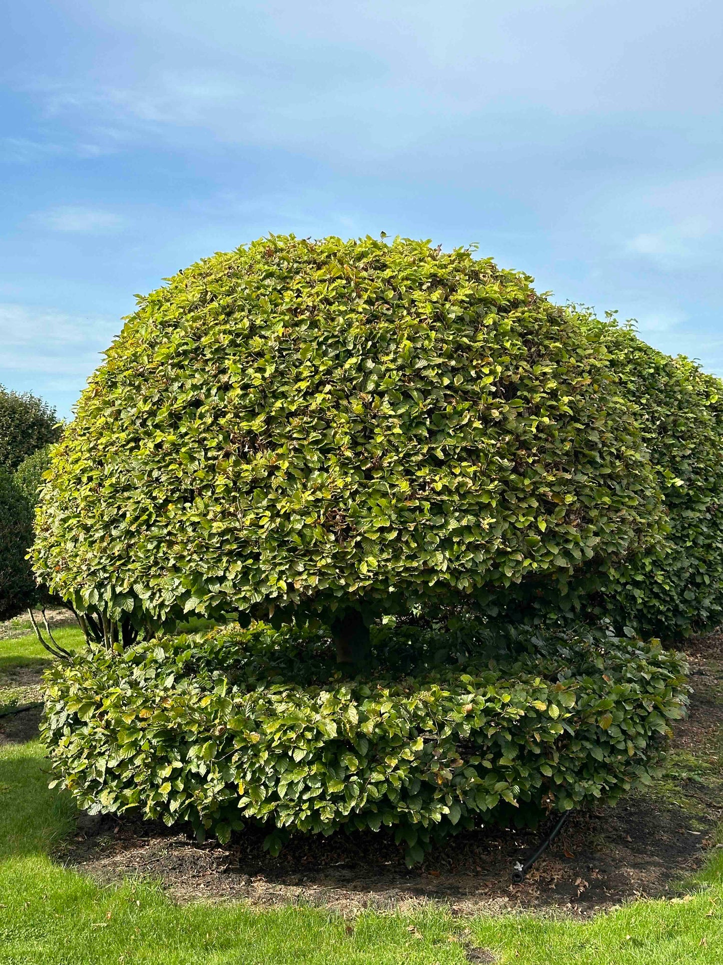 FS TOPIARY #221