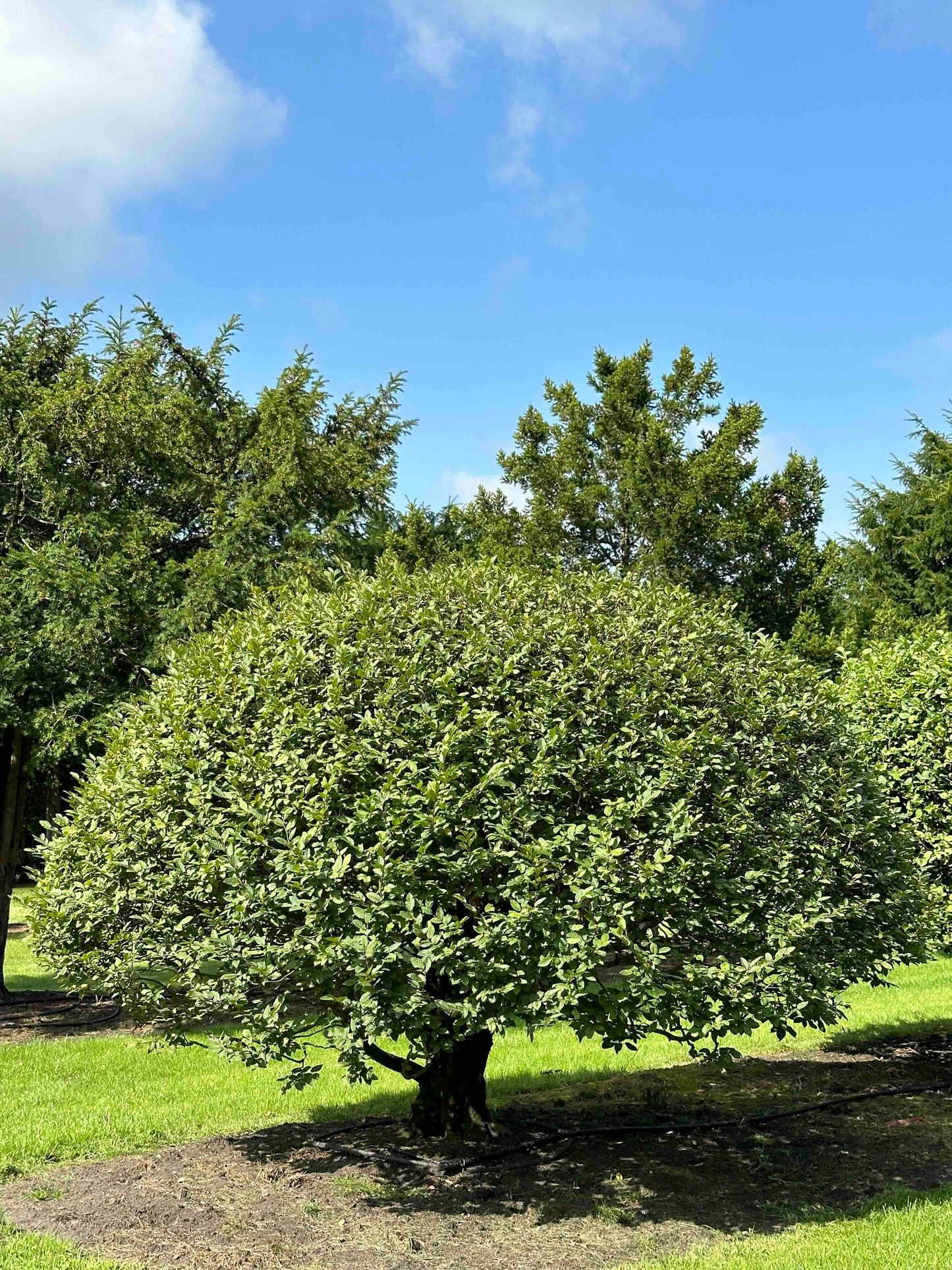 CB TOPIARY #165