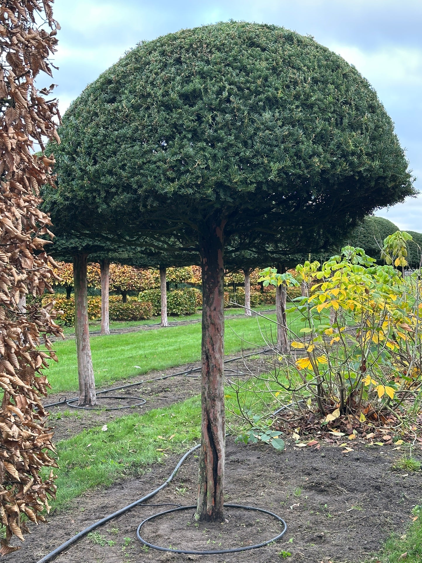 TB TOPIARY #587
