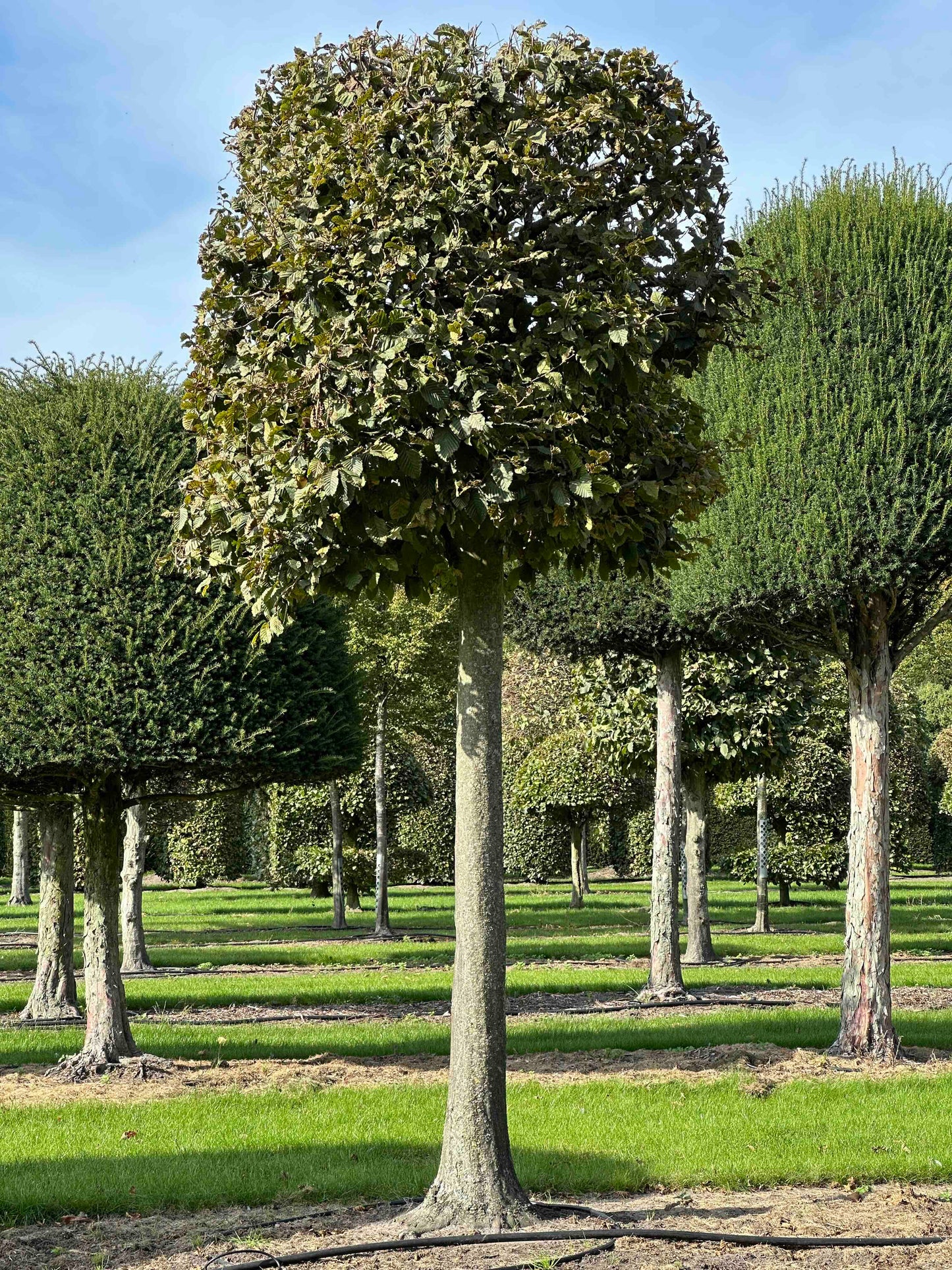 CB TOPIARY #127