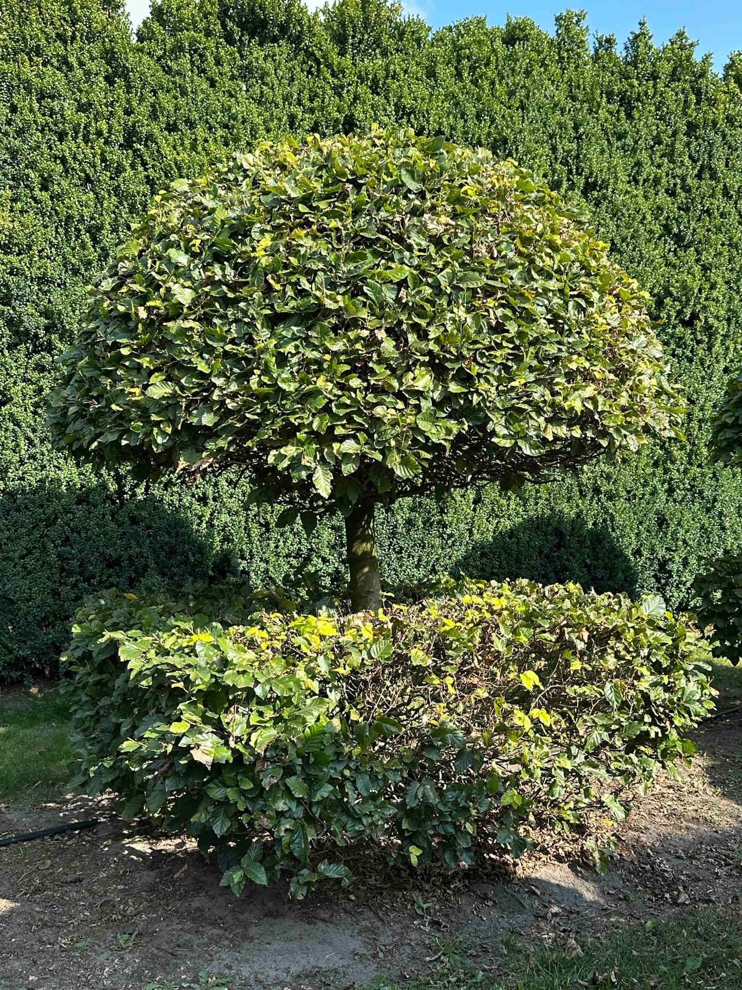 FS TOPIARY #055