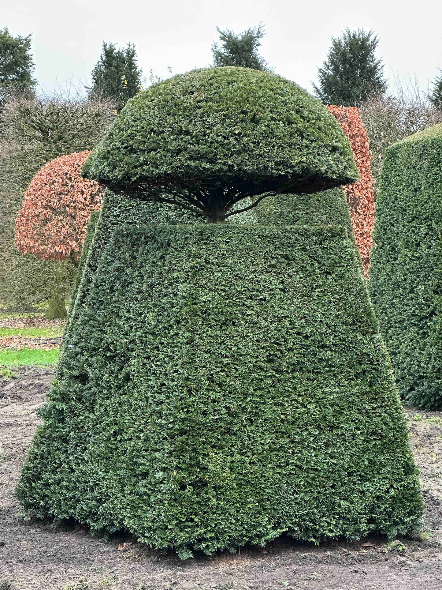 TB TOPIARY #128