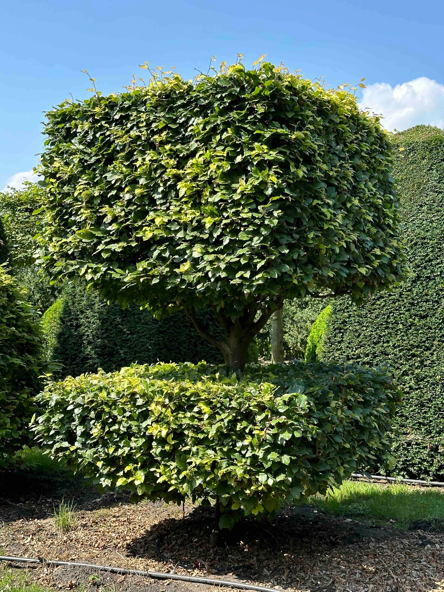 FS TOPIARY #041