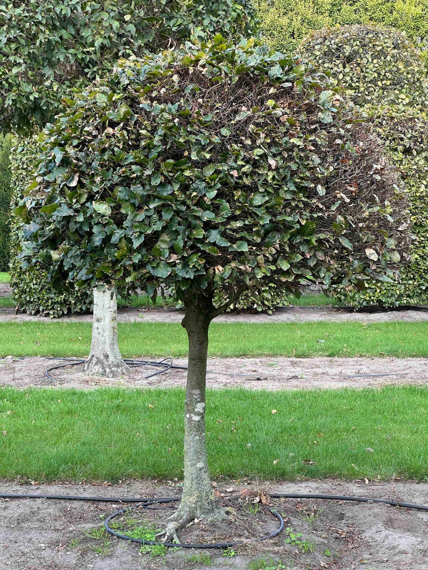 FS TOPIARY #096